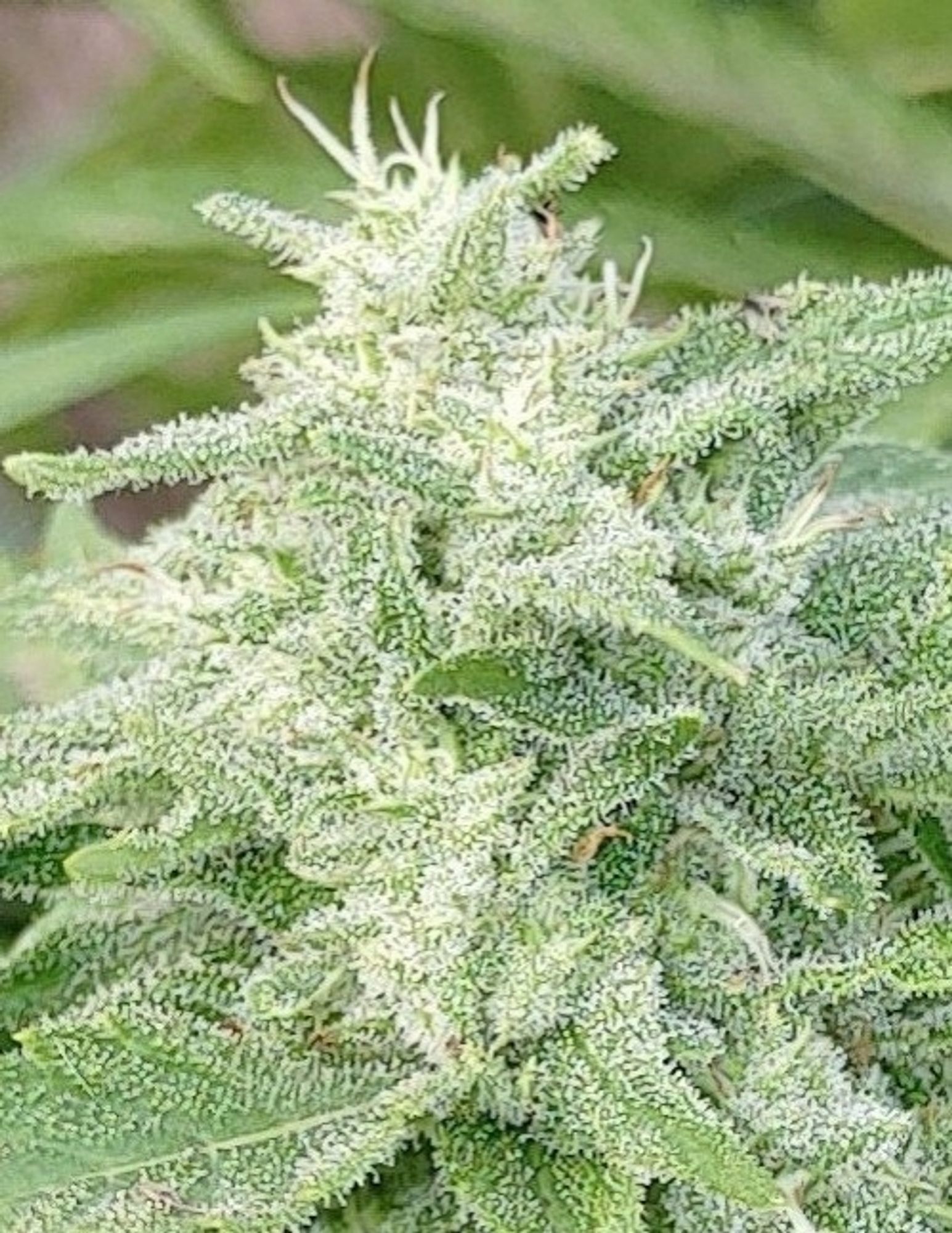 Close-up late flowering marijuana