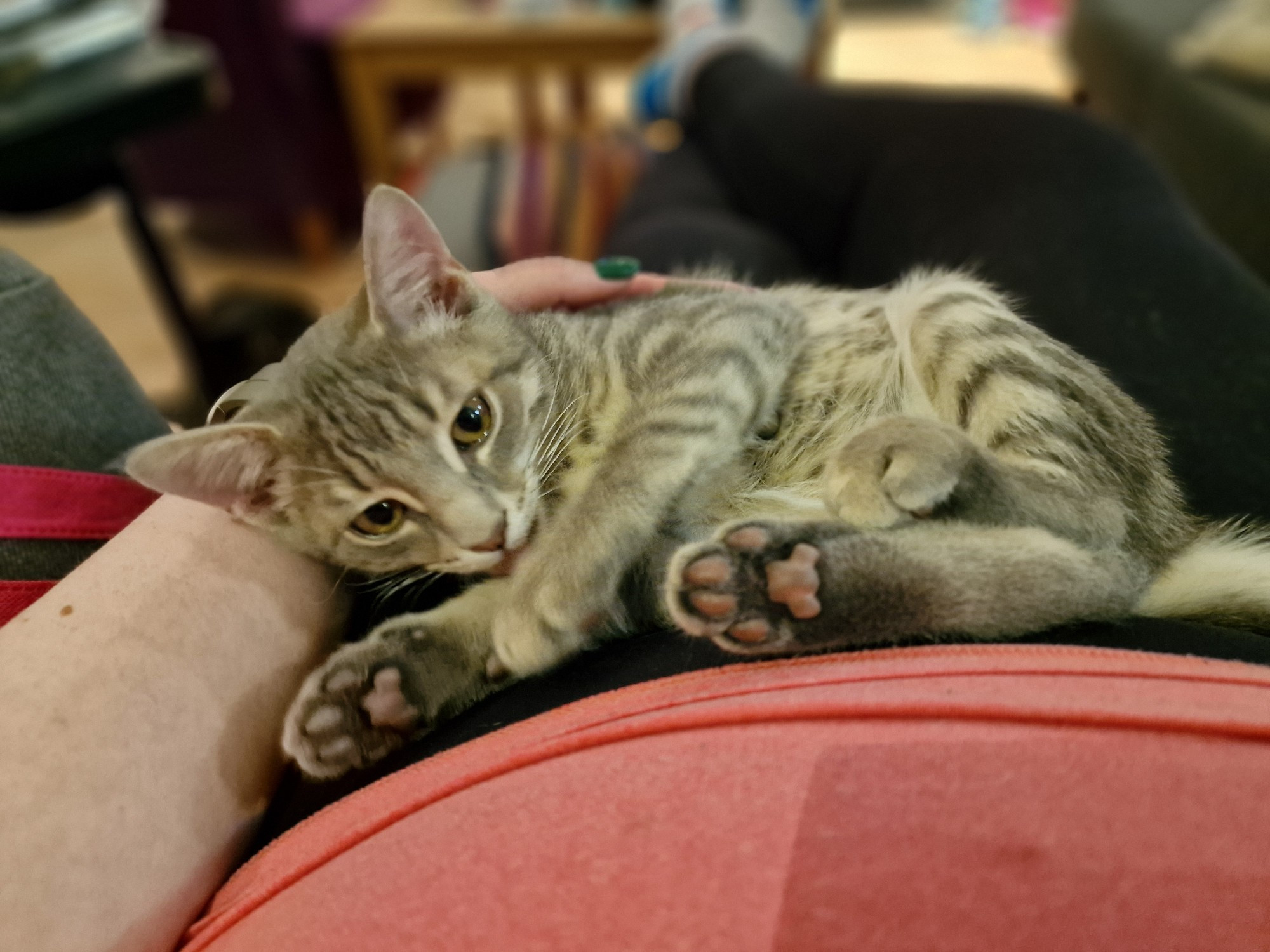 A picture of a gray tabby, 16 weeks old, resting on Ella's midsection. His head is in the crook of Ella's left wrist and she is supporting his back as he bathes himself. The toe-beans of his right back and front paws are showing. 