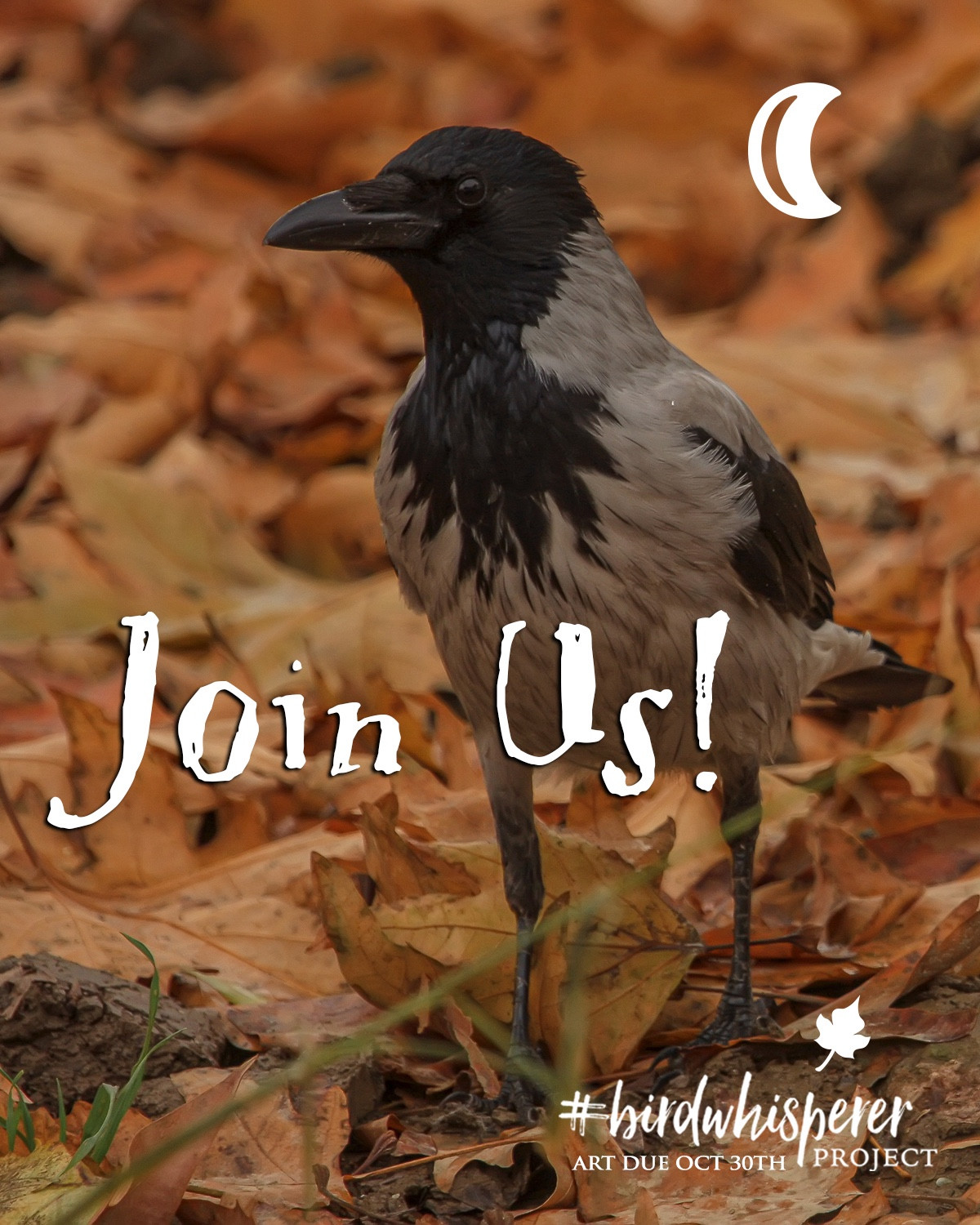 From Wikipedia: The hooded crow (Corvus cornix), also called the scald-crow or hoodie,[1] is an Eurasian bird species. It is an ashy grey bird with black head, throat, wings, tail, and thigh feathers, as well as a black bill, eyes, and feet. 

Our bird is standing on a bed of autumn leaves, slightly turned to our left, face in profile.