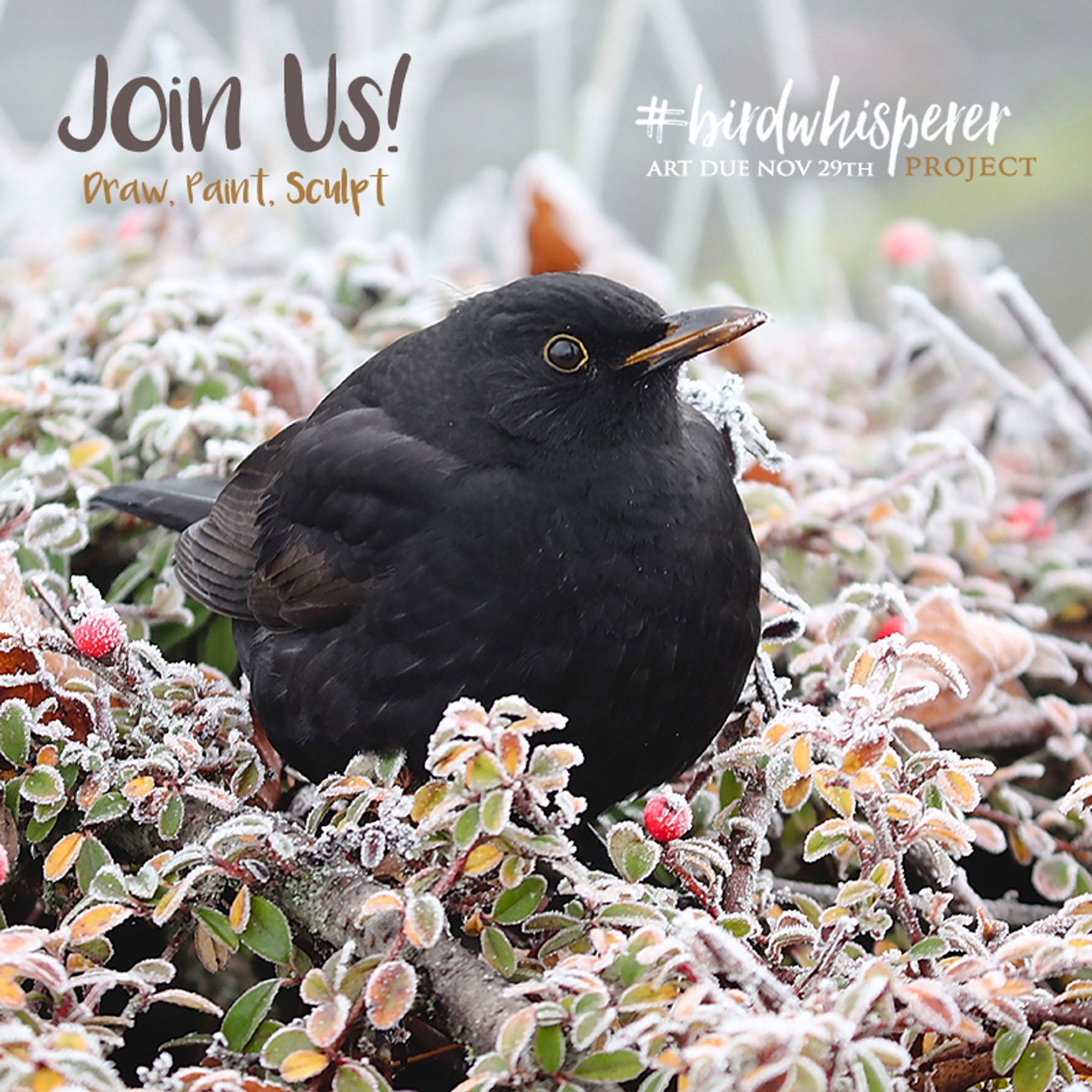 Blackbird, looking very round, nestled on top of a frosty bush that has small red berries.