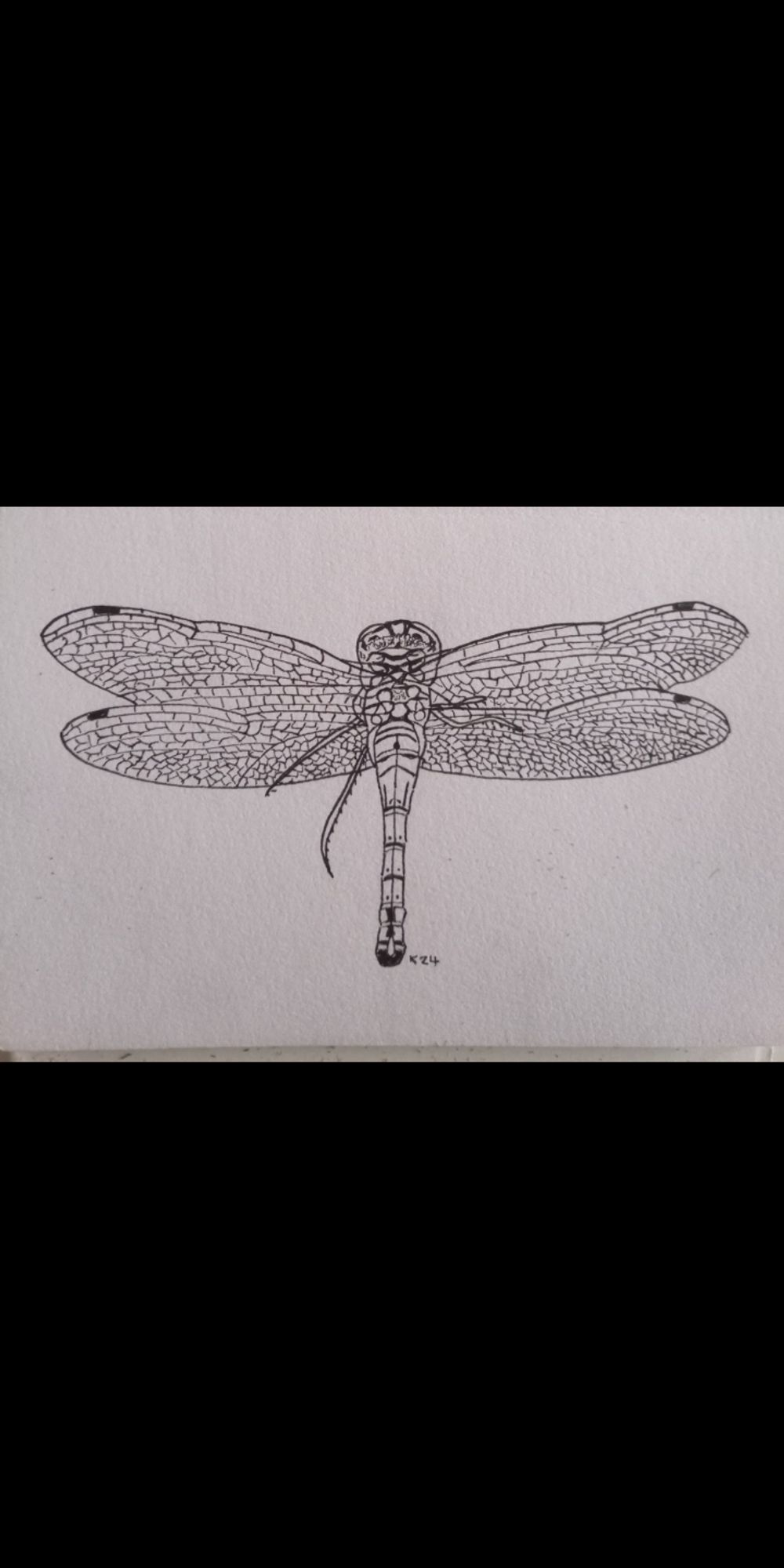 Ink drawing of a dragonfly with its wings spread out. 