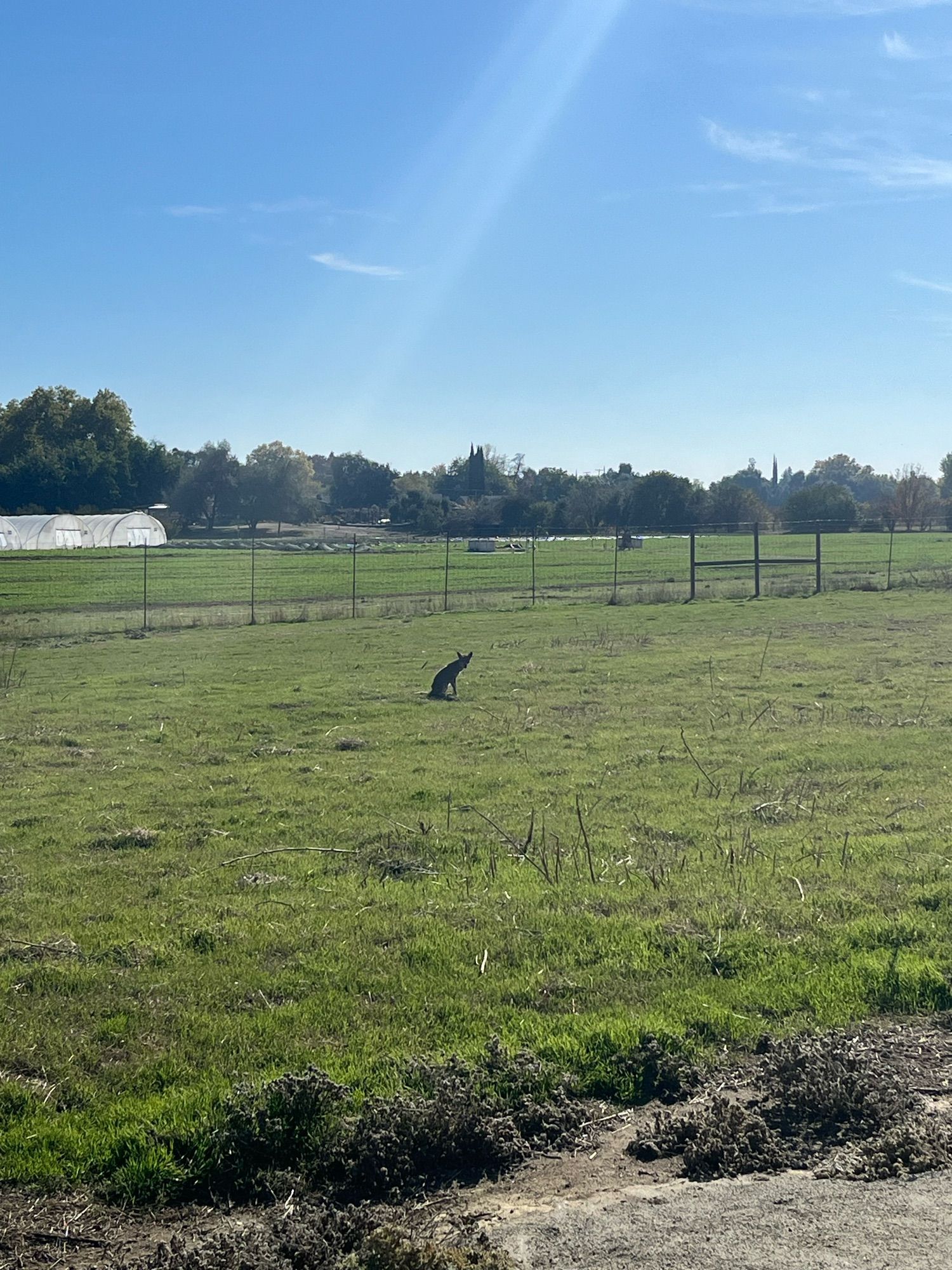 Coyote sitting and looking over its right shoulder at the camera in a grassy field in front of a fence midday. The sun is just right to backlight the coyote.