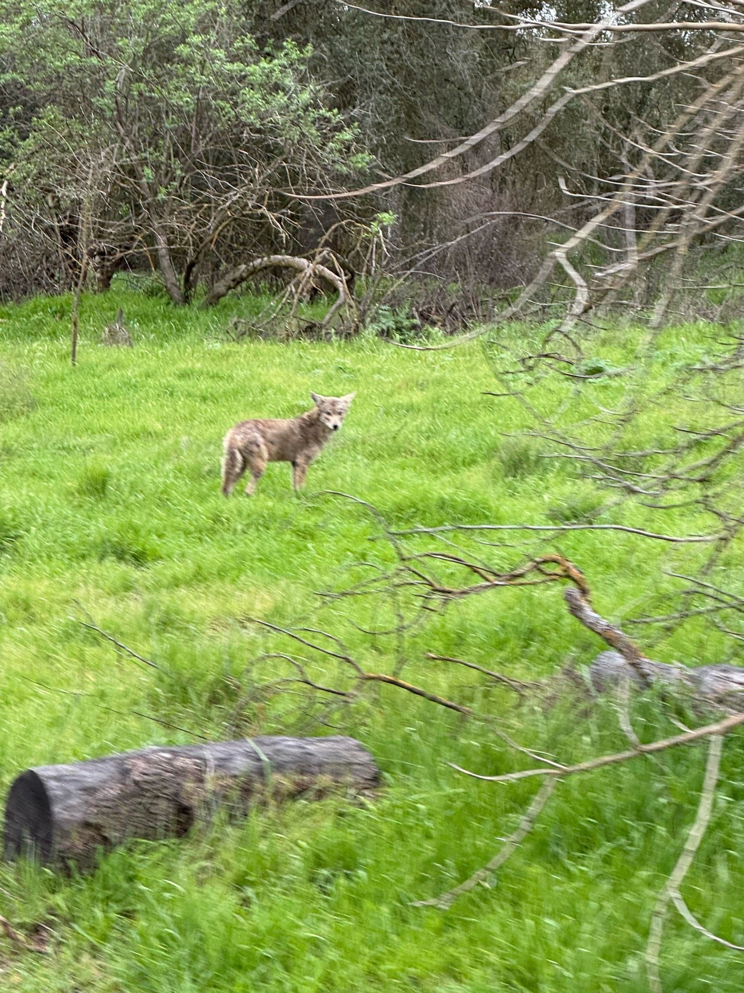 Coyote in a copse of vivid green grass surrounded by scraggly trees just starting to sprout leaves. 

The coyote is looking back at the camera over its right shoulder and doesn't look impressed with me.