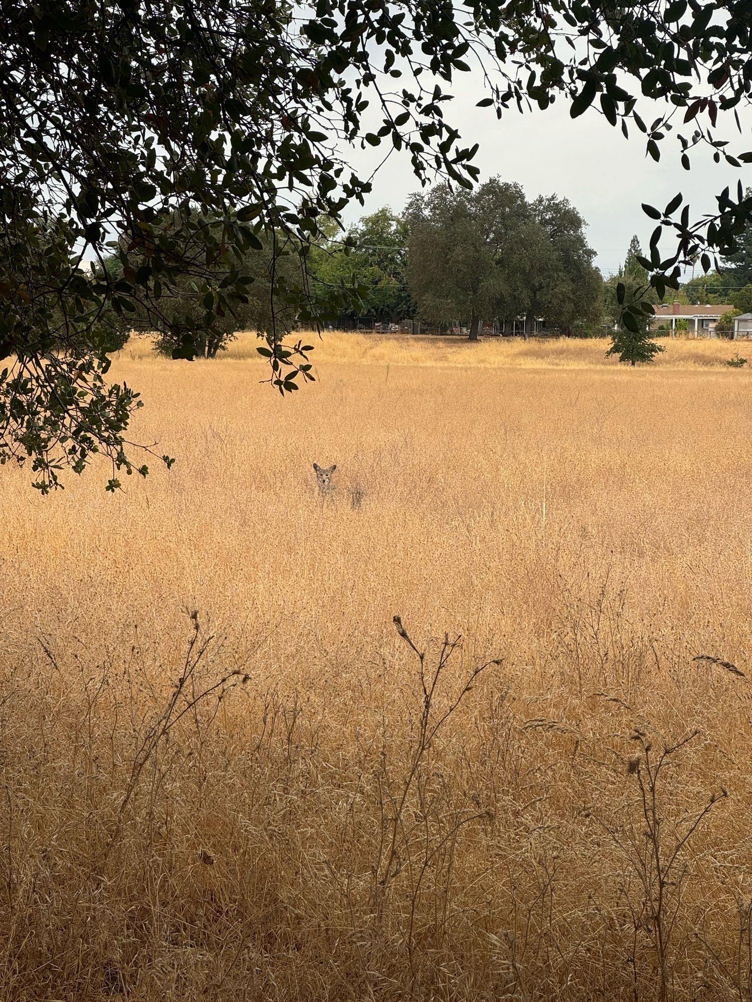 Coyote's head popping up in a field of tall brown grass.