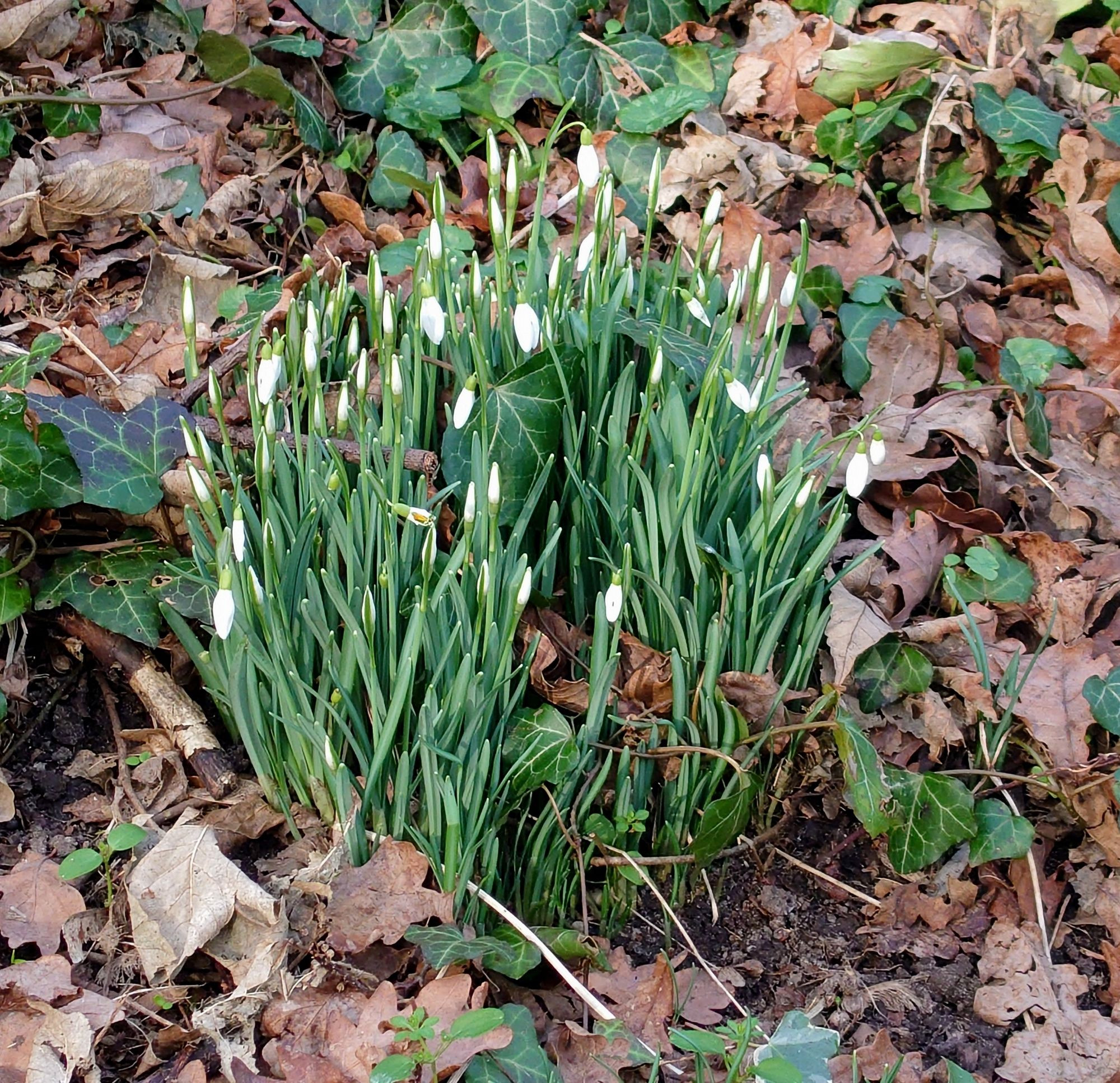 A small clump of snowdrops about to open surrounded by leaf litter