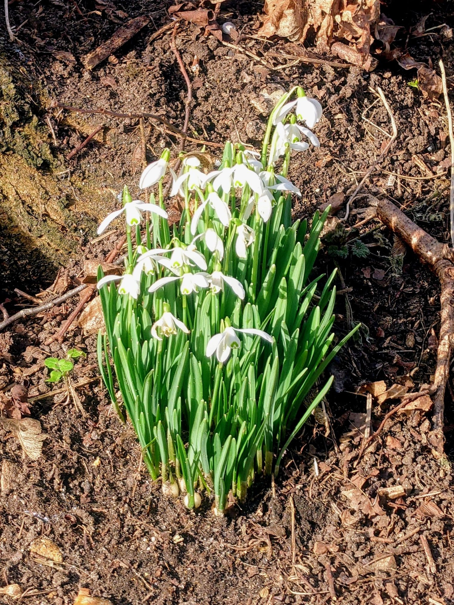 Sunshine lighting a clump of a dozen open snowdrops in bare soil