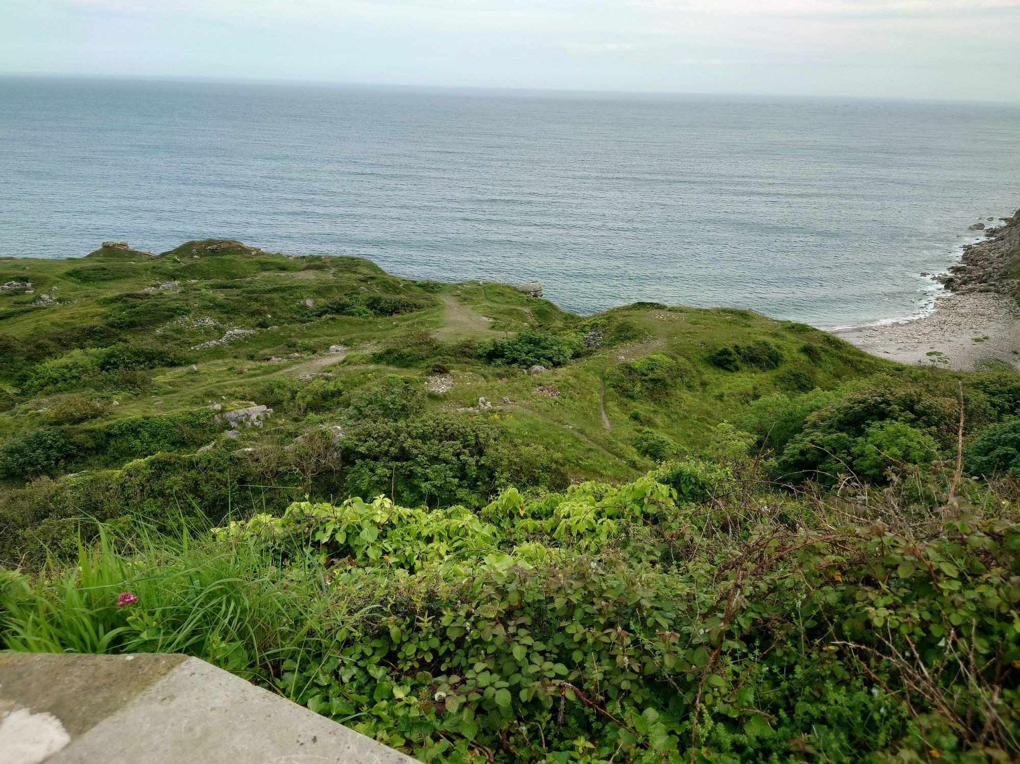 More views of the vegetation