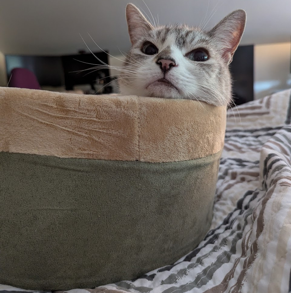 A white and grey cat looks directly at the camera, the rest of his body hidden inside a tan and green bed.