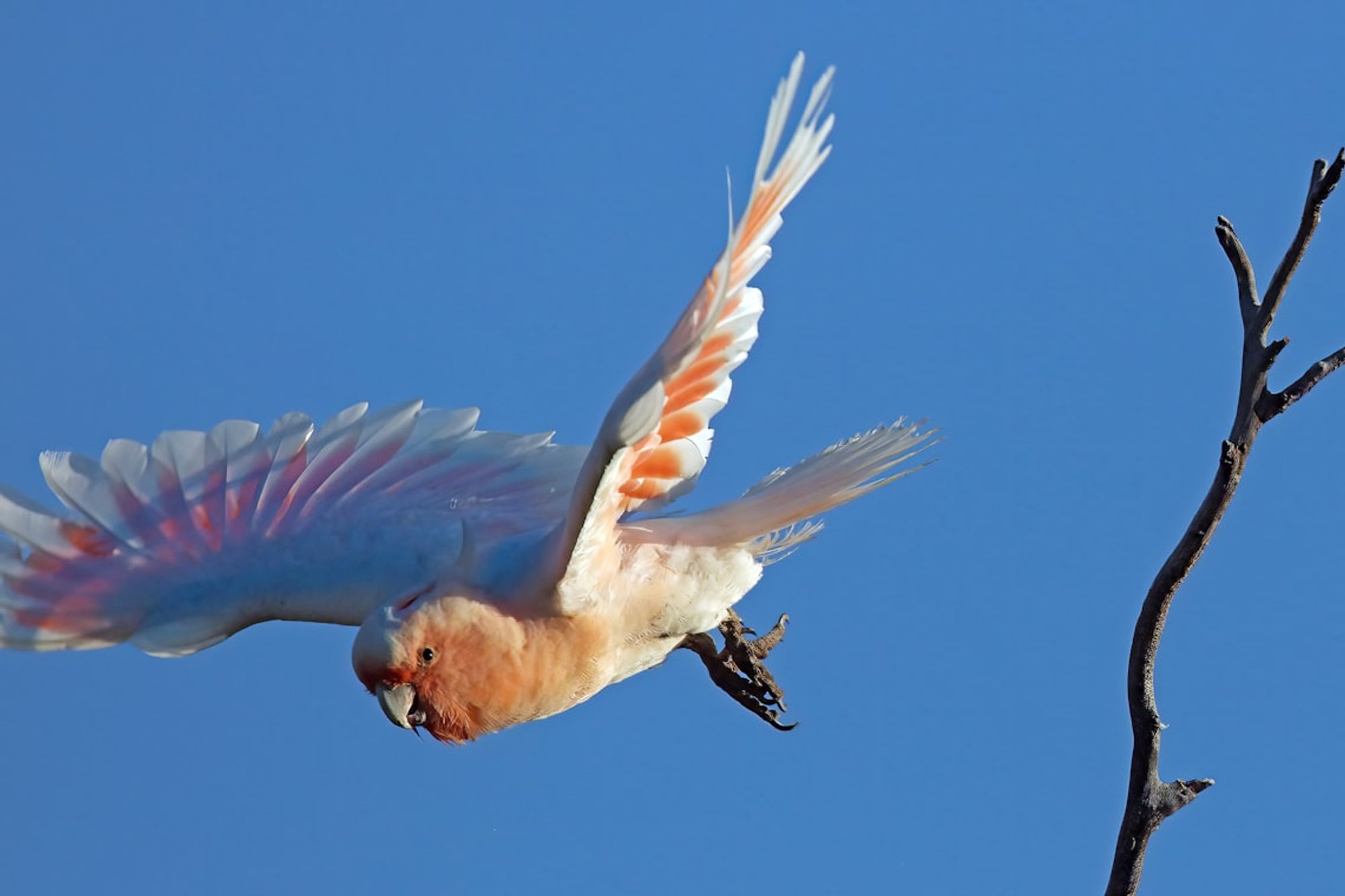 A white and peach coloured parrot flying in front of a bright blue cloudless sky