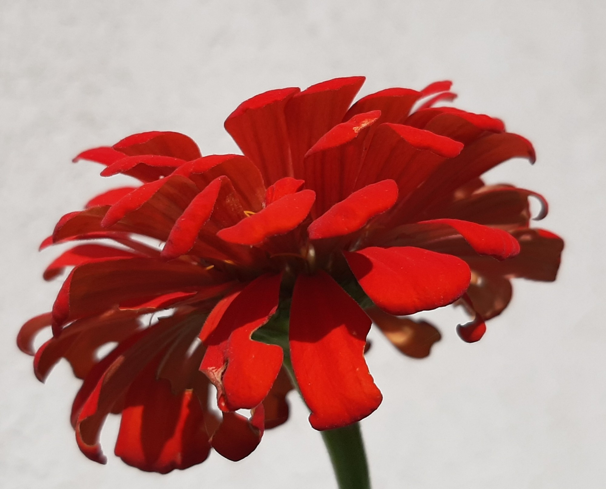 Rote Zinnienblüte voll aufgeblüht. Seitlich gesehen sieht man die einzelnen Blütenblätter.