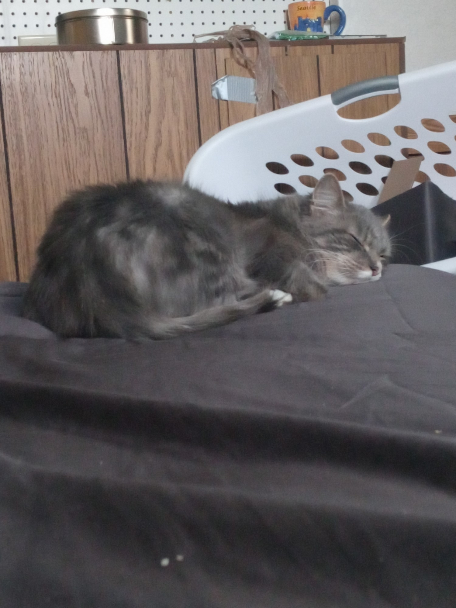 A small gray cat sitting comfortably on the edge of a bed half asleep