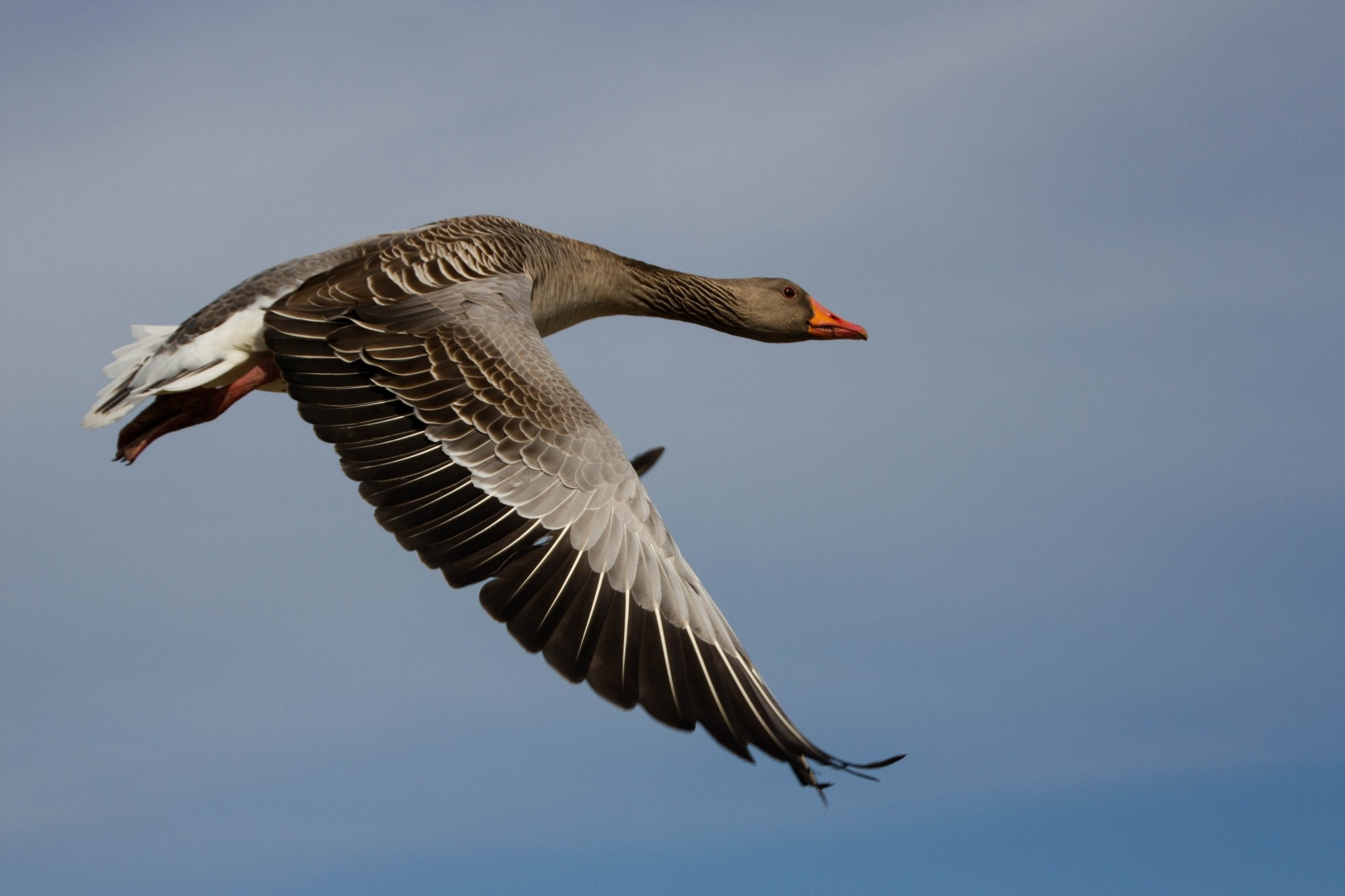 Ein Farbbild im Querformat. Eine wilde Gans im Flug am Himmel.