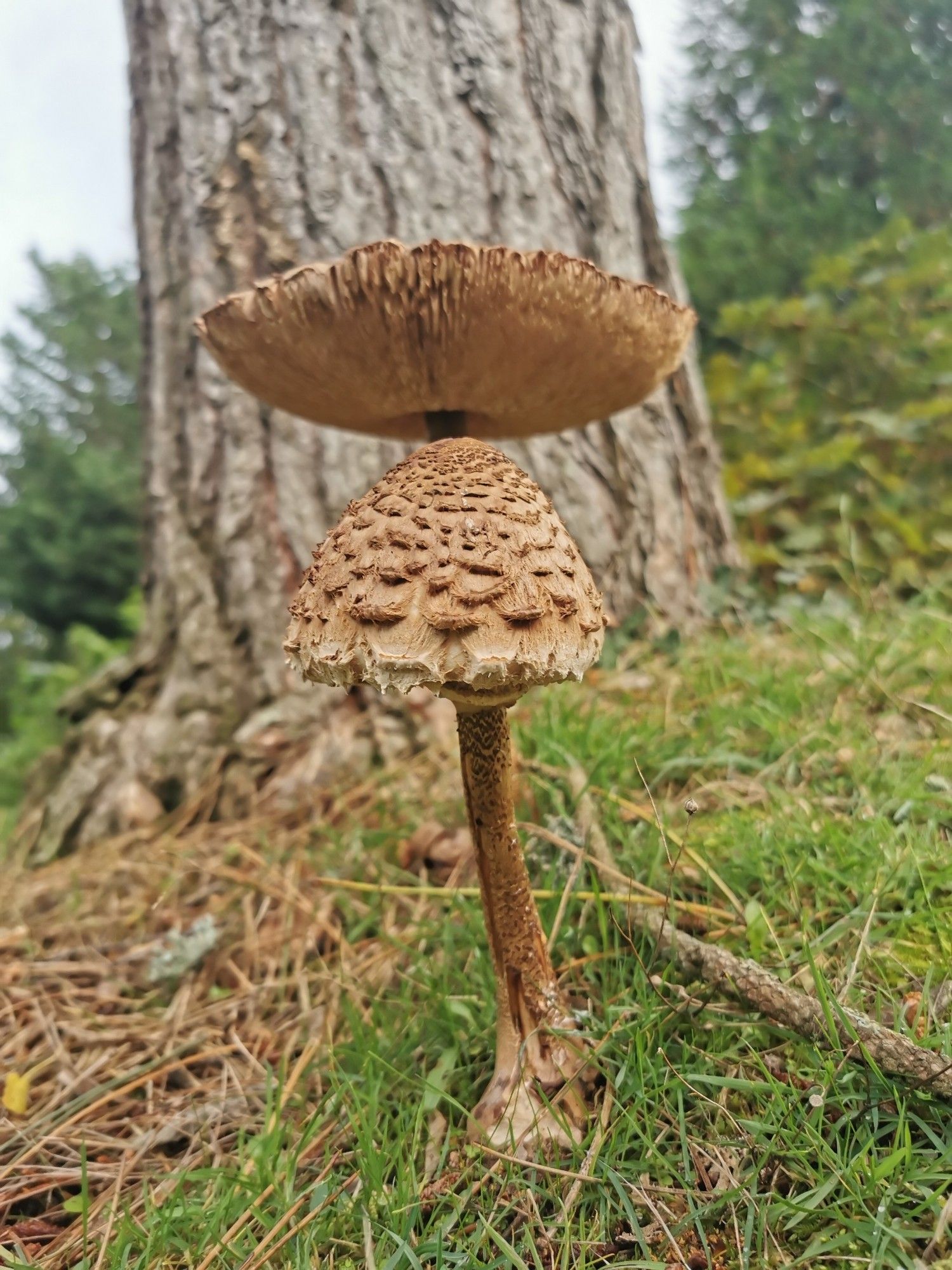 Ein Farbbild im Hochformat. Zwei hintereinander stehende giftige Pilze. Der vordere verdeckt den Stiel des Hinteren. Der vordere Pilz hat die Kappe halb geschlossen, der dahinter wie ein Schirm aufgespannt. So sieht es aus als wäre es ein einzelner Pilz, mit zwei Kappen.