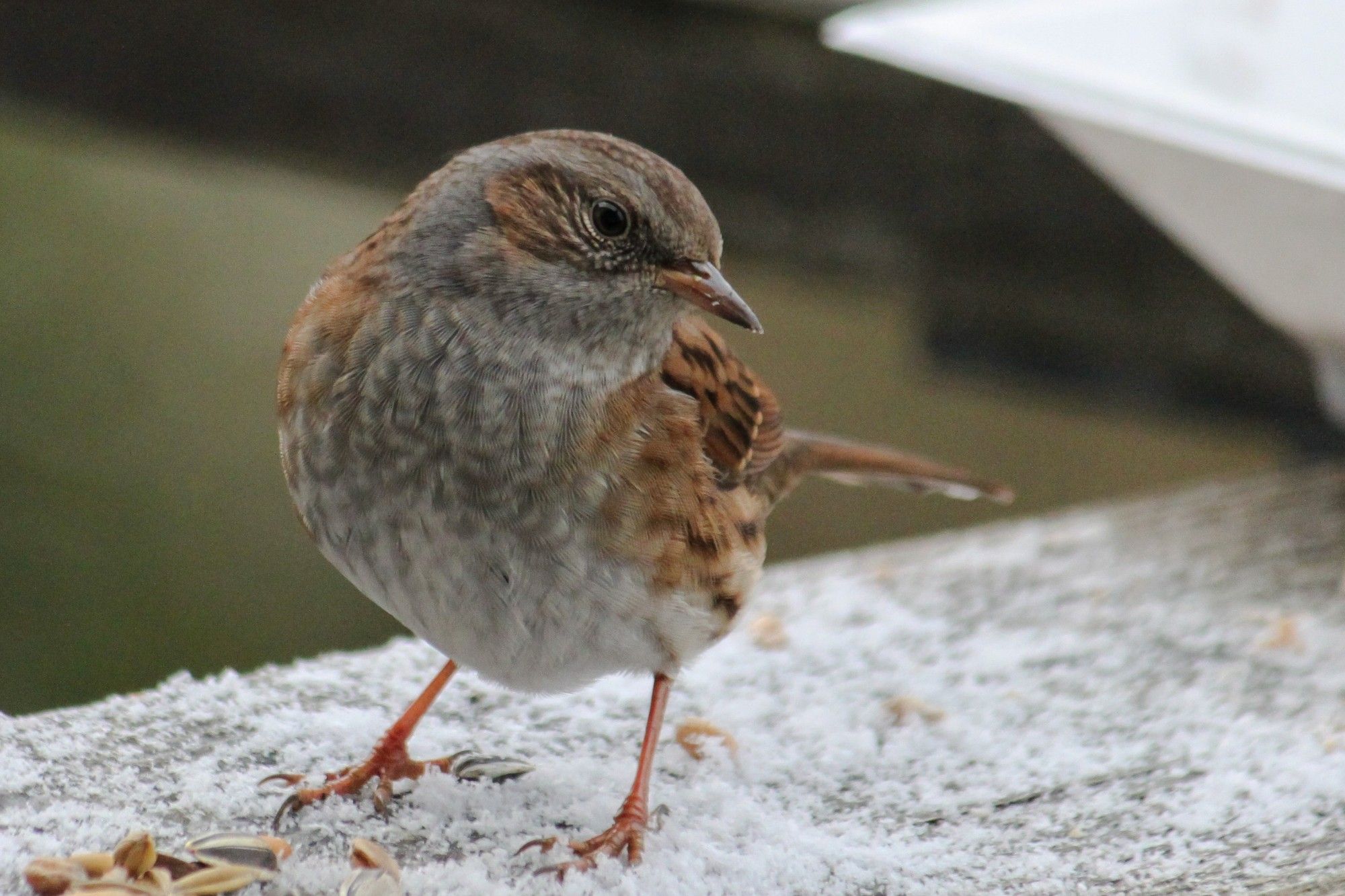 Ein Farbbild im Querformat. Ein kleiner brauner Vogel steht auf einem Brett mit dünn Schnee darauf und blickt in die Kamera