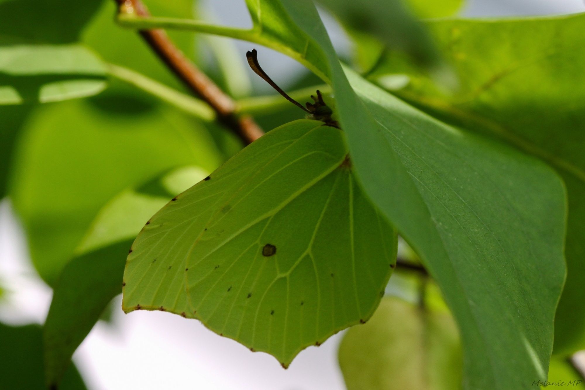 Ein Farbbild im Querformat. Ein Schmetterling sitzt unter einem grünen Blatt mit geschlossenen Flügeln und sieht dabei selbst wie ein Blatt aus.