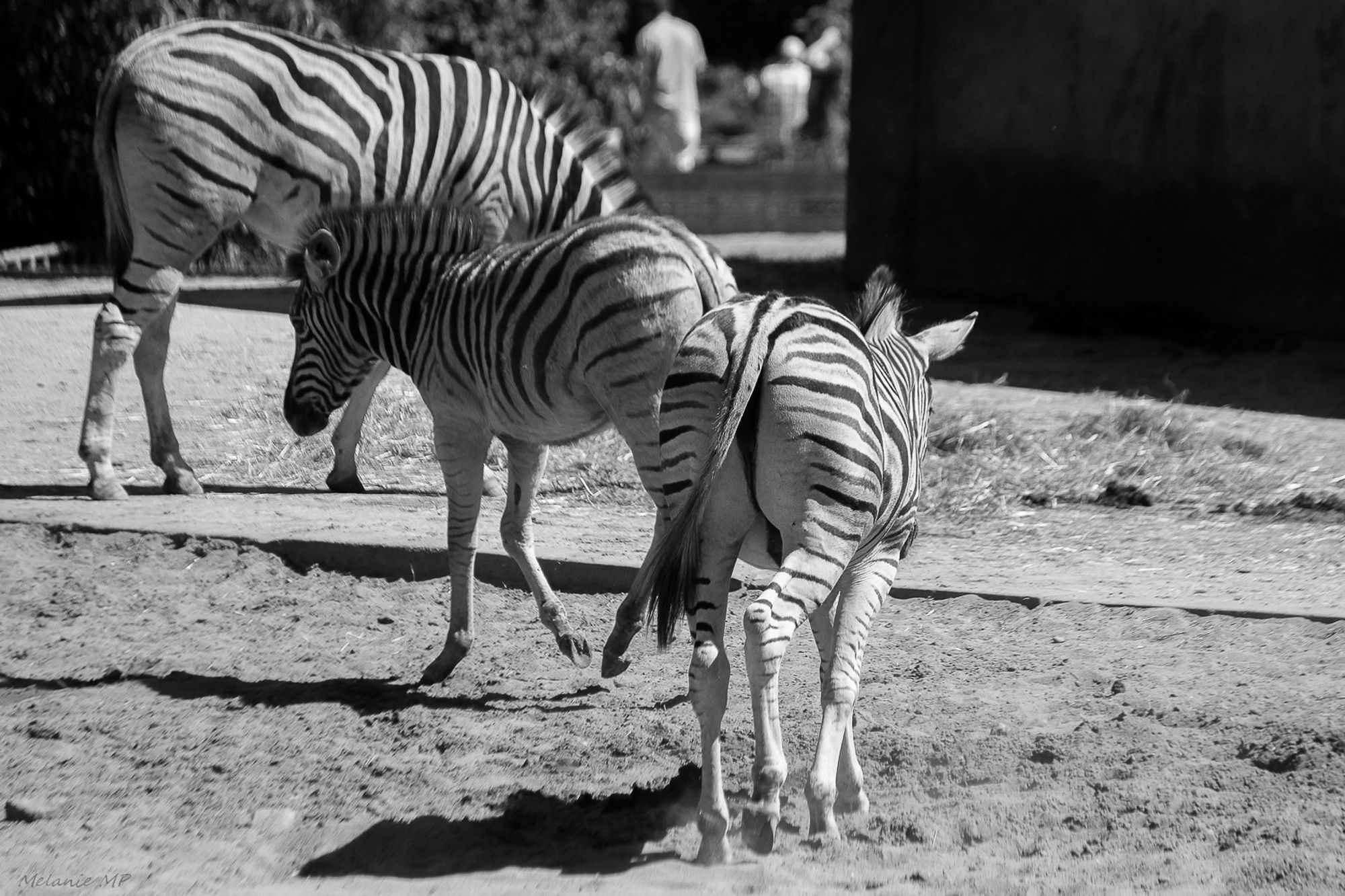 Ein Schwarz-Weißbild im Querformat. Zwei Zebras gehen einem Gehege von der Kamera weg. Im Hintergrund steht ein drittes Zebra.