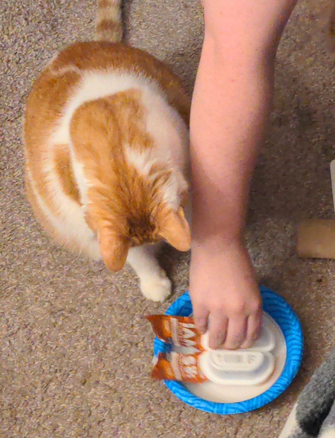 The same cat looking at the food pack being placed upside down on a plate