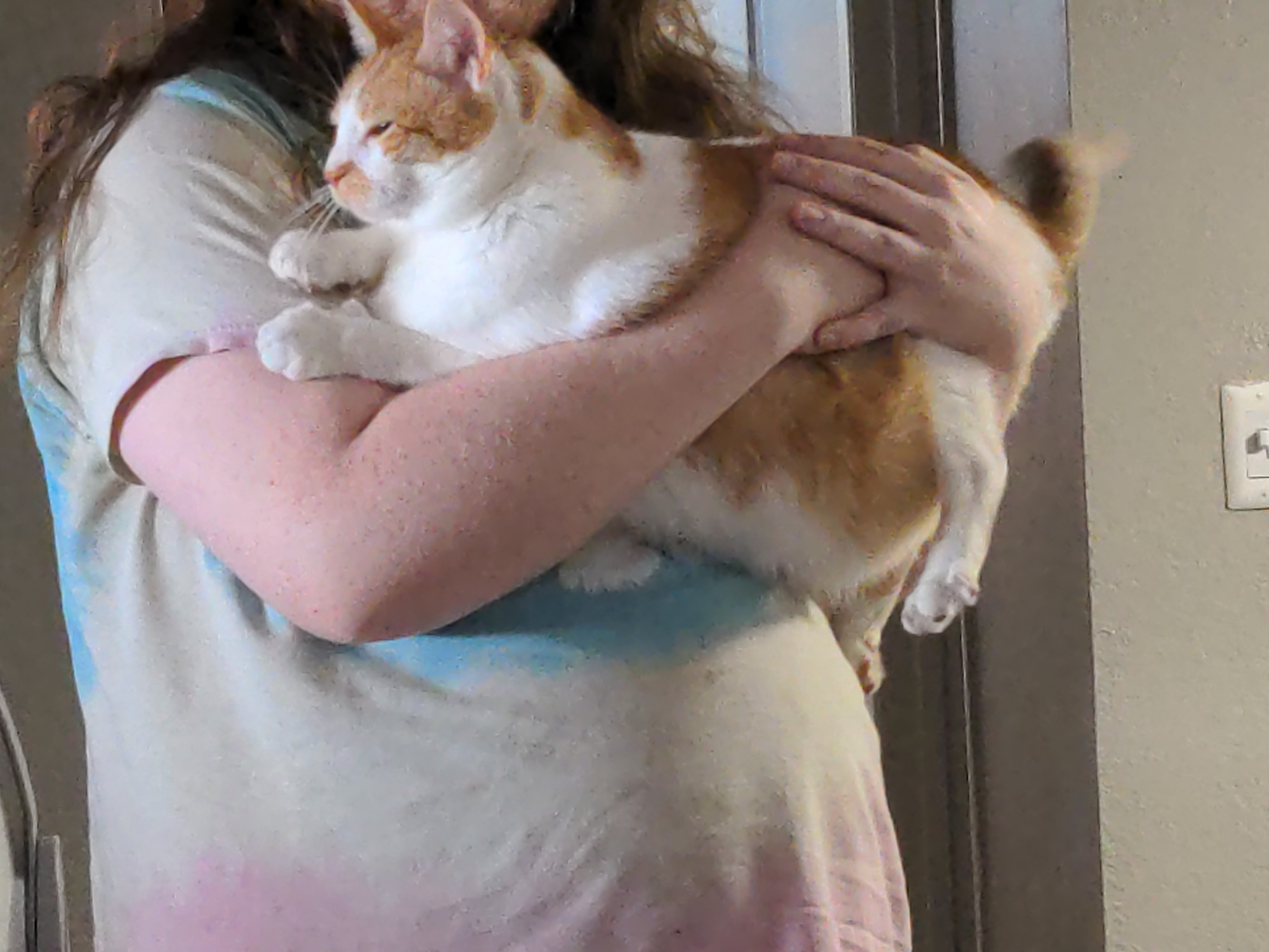 Orange and white tabby being picked up, he is closing his eyes