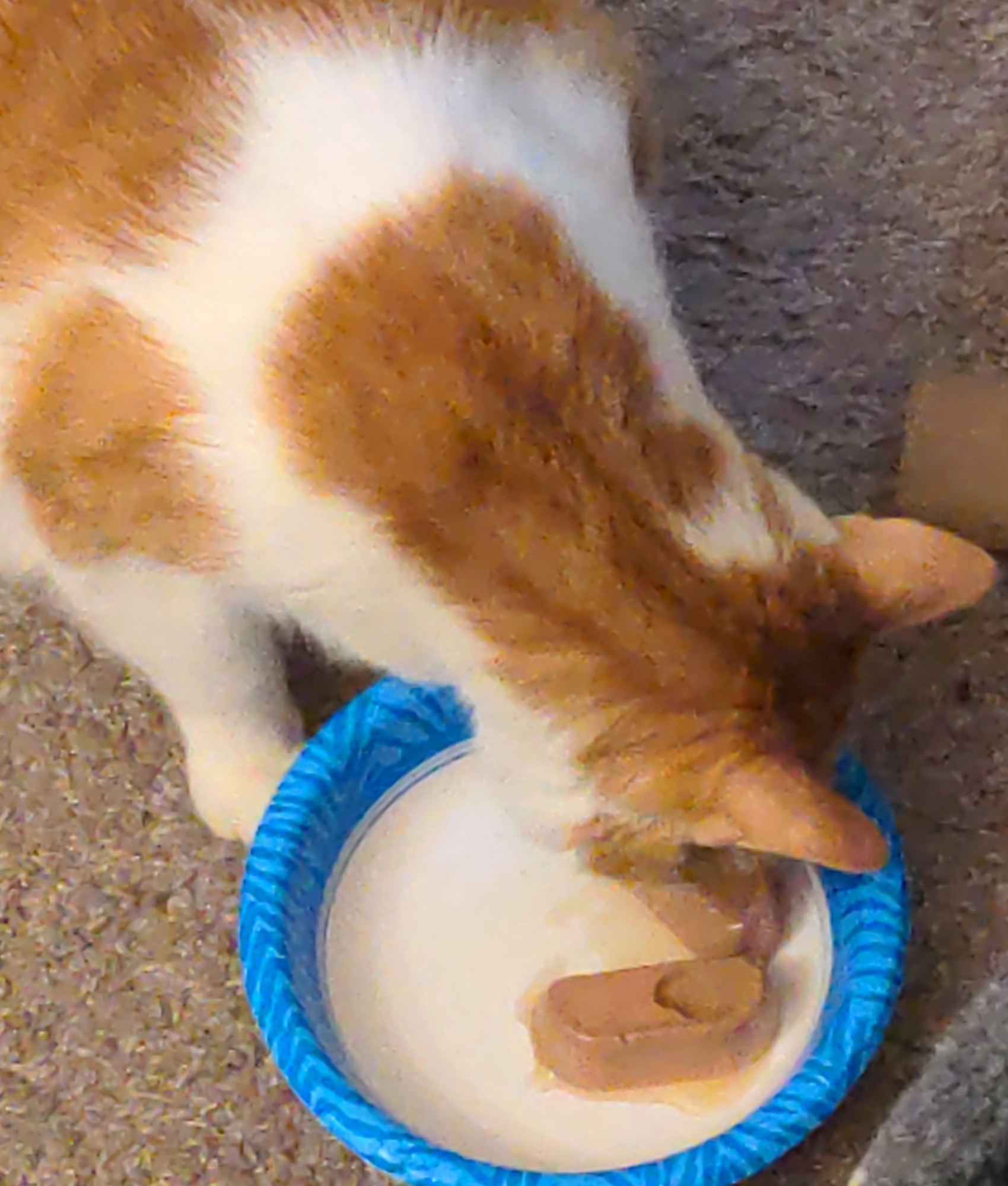 The same cat is eating the food that came out