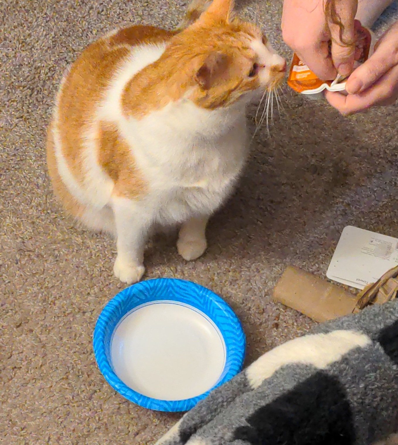 Orange and white tabby sniffing a plastic/foil cat food pack