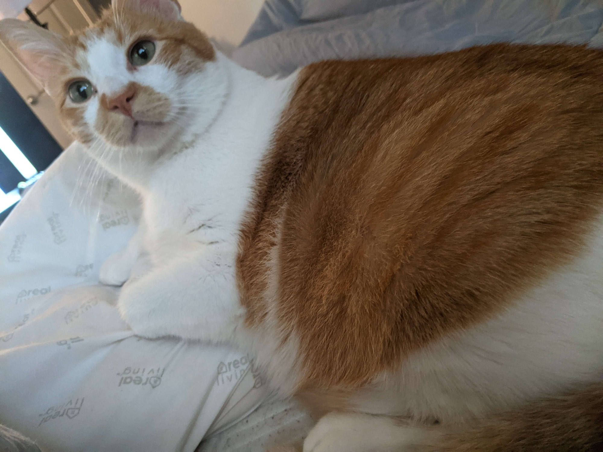 Orange and white tabby laying on a pillow looking back interested to the top left of the camera