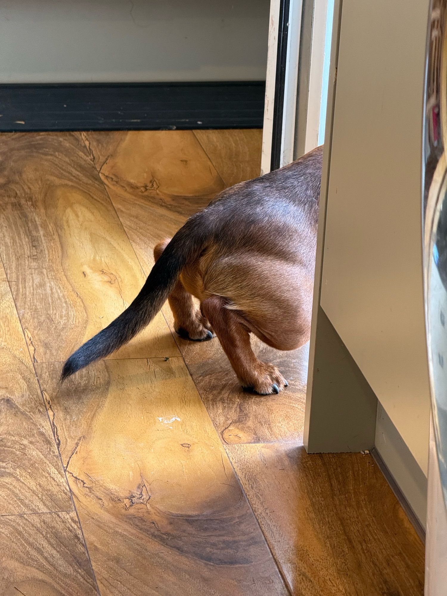 A miniature dachshund butt, in a half squat half hover