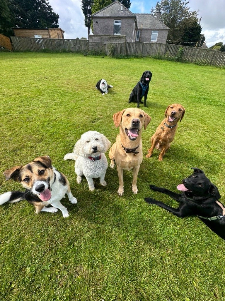 A picture of seven dogs, five in a semi circle at the front and two at the back, posing for a photo in a grassy field