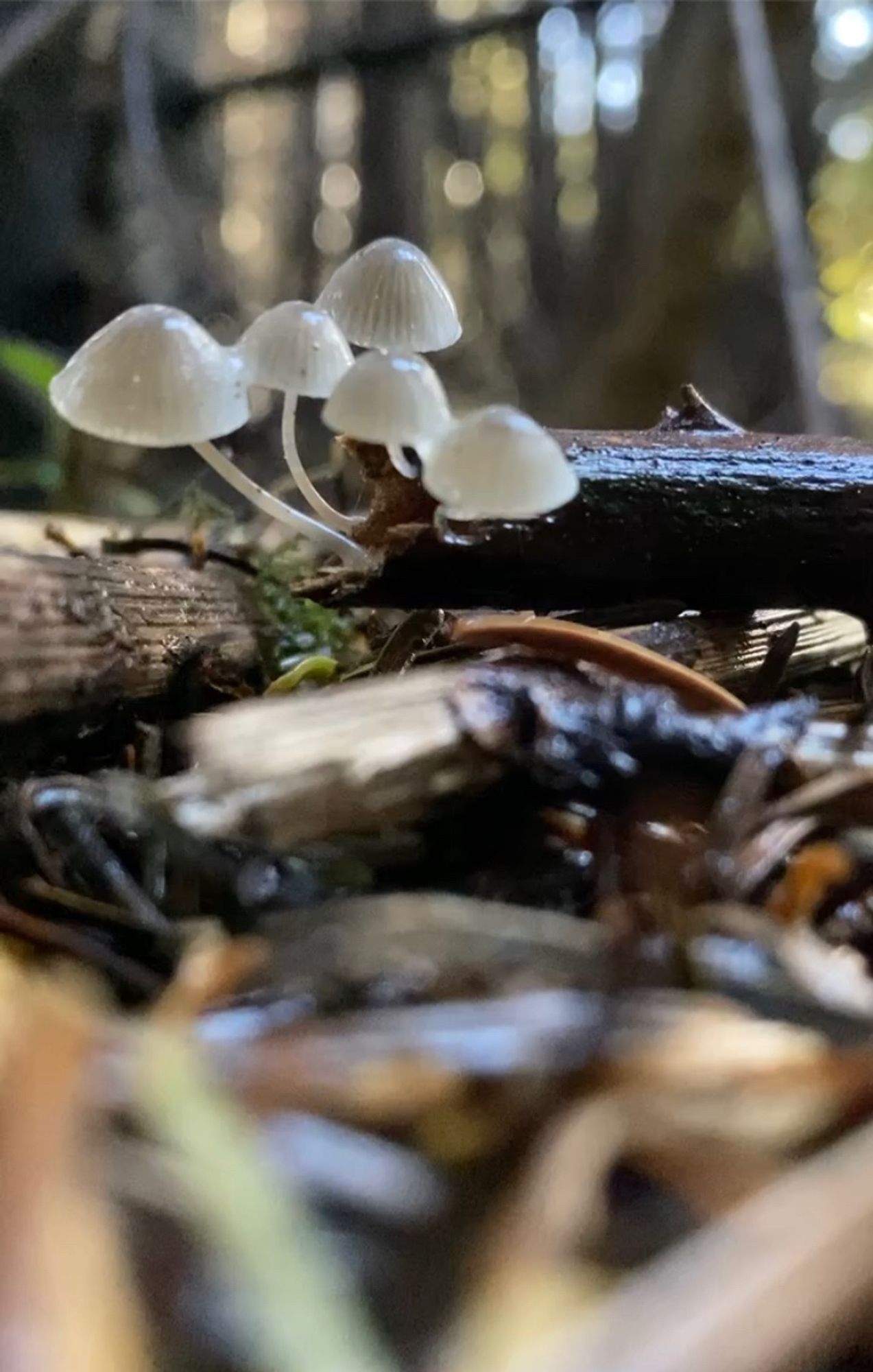 Mushrooms grow from the broken end of a small decaying branch on the woodland floor.