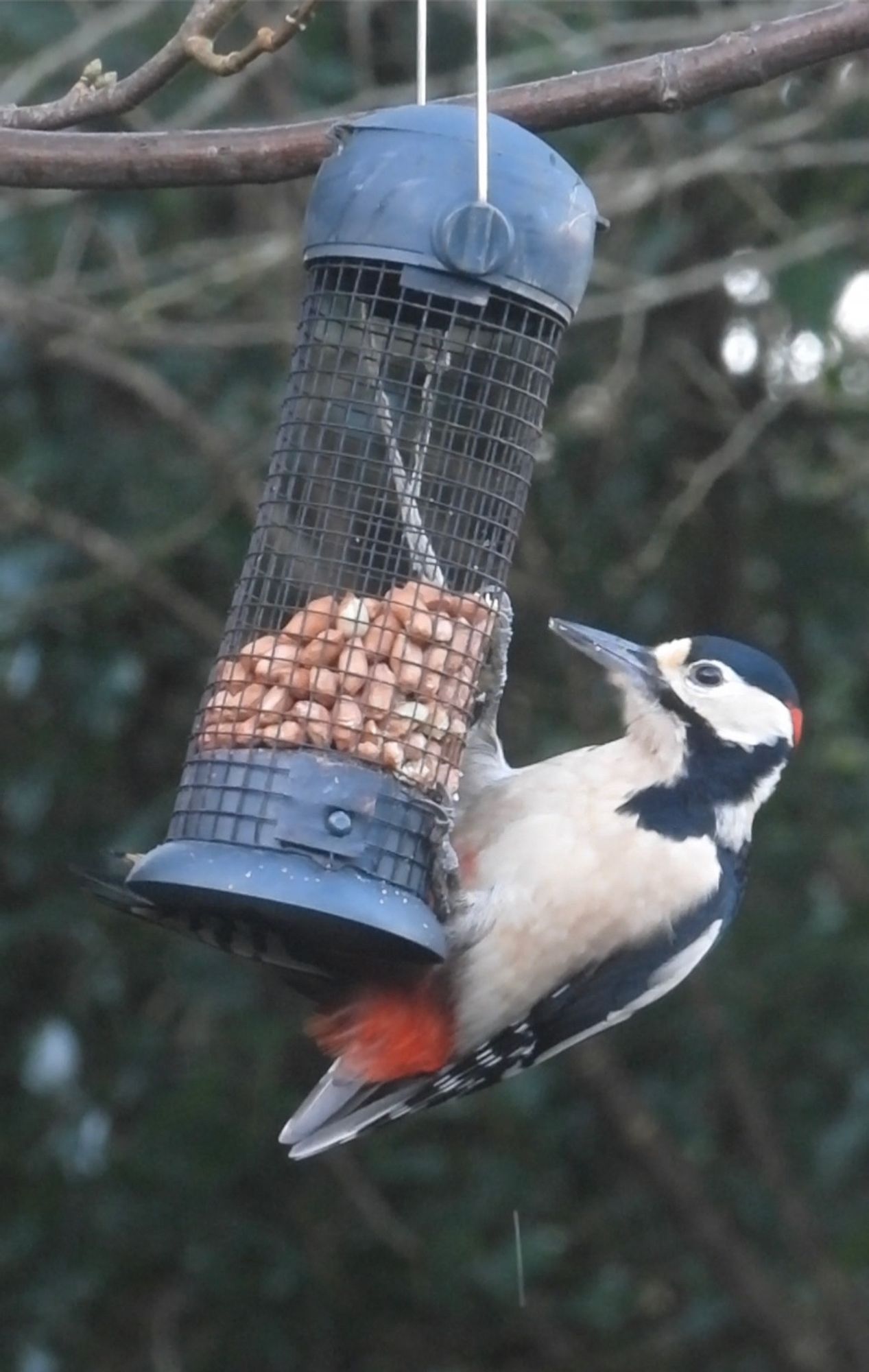 Make great spotted woodpecker feeding on a suspended bird feeder this morning on The Bee Sanctuary of Ireland.