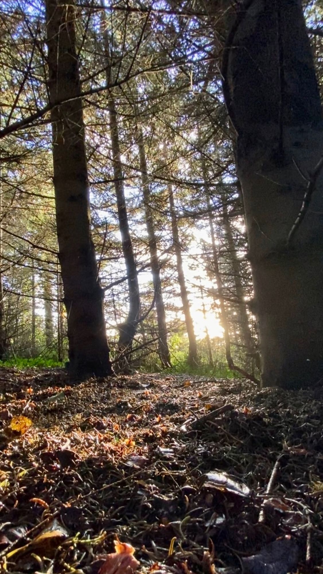 Low sun shines through trees and light drizzle to the woodland floor.