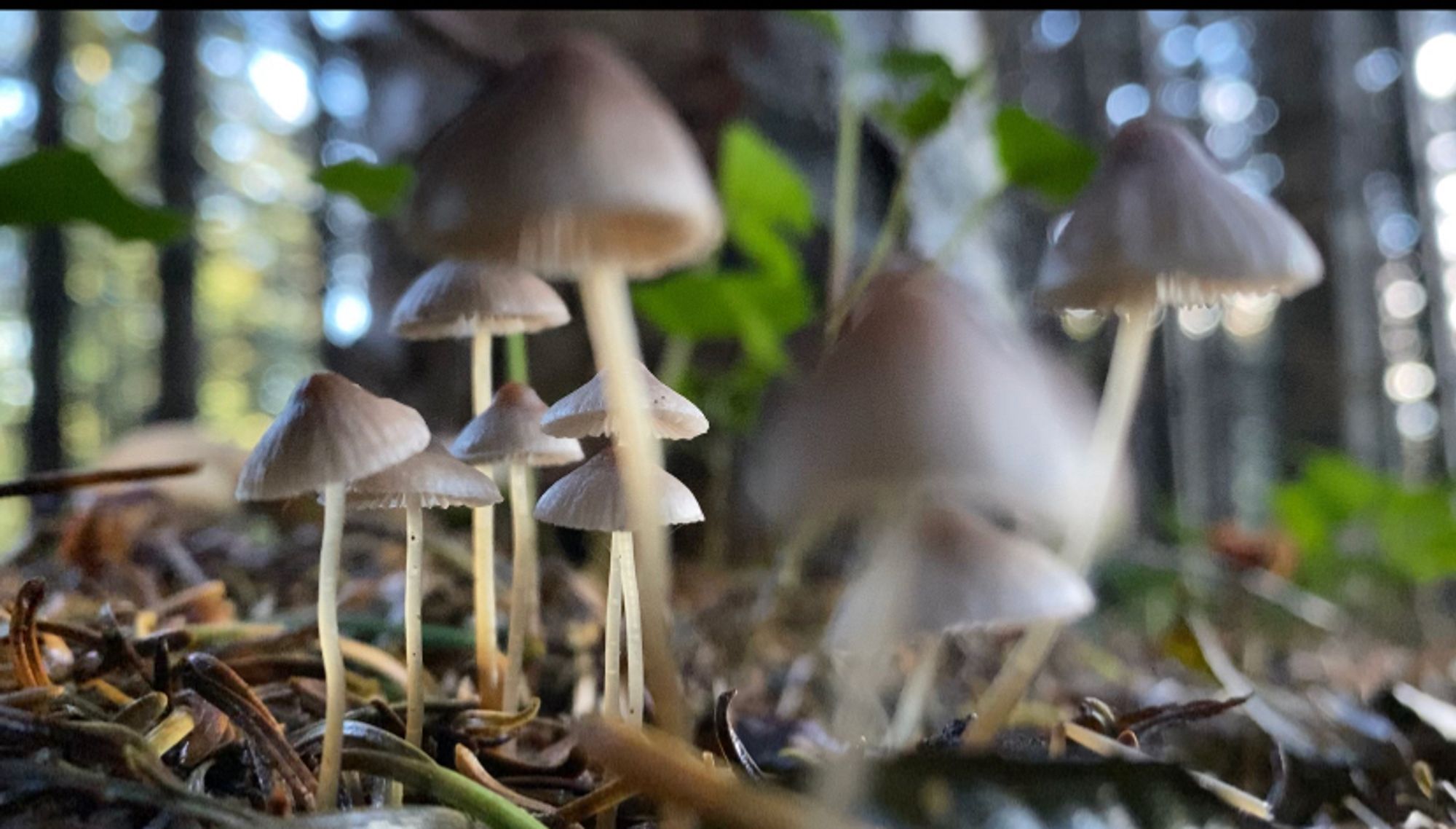 Mushrooms standing tall on the woodland floor. Up close with nearer mushrooms blurred.