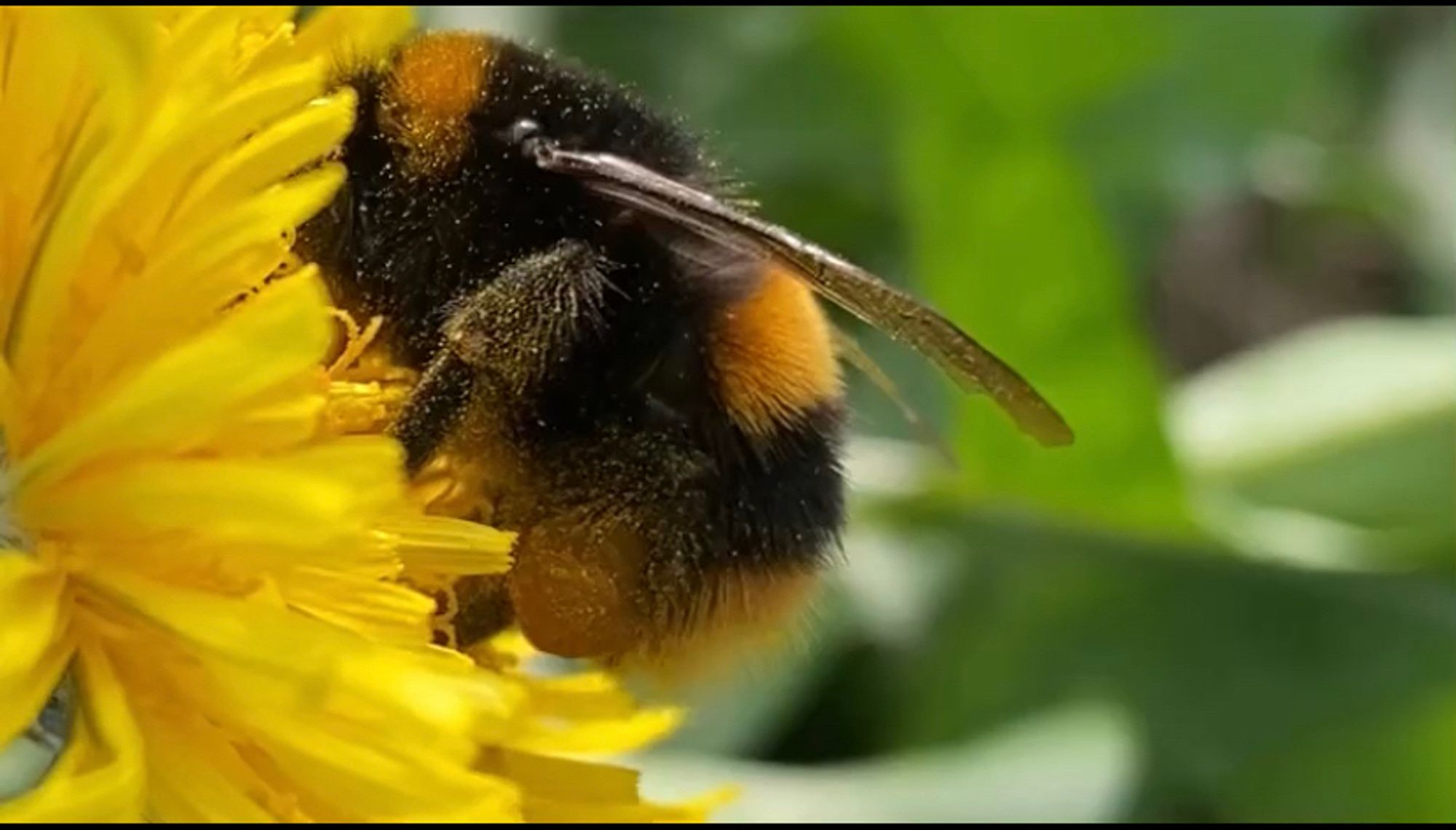 Bumblebee with packed pollen baskets forages on a yellow dandelion flower.