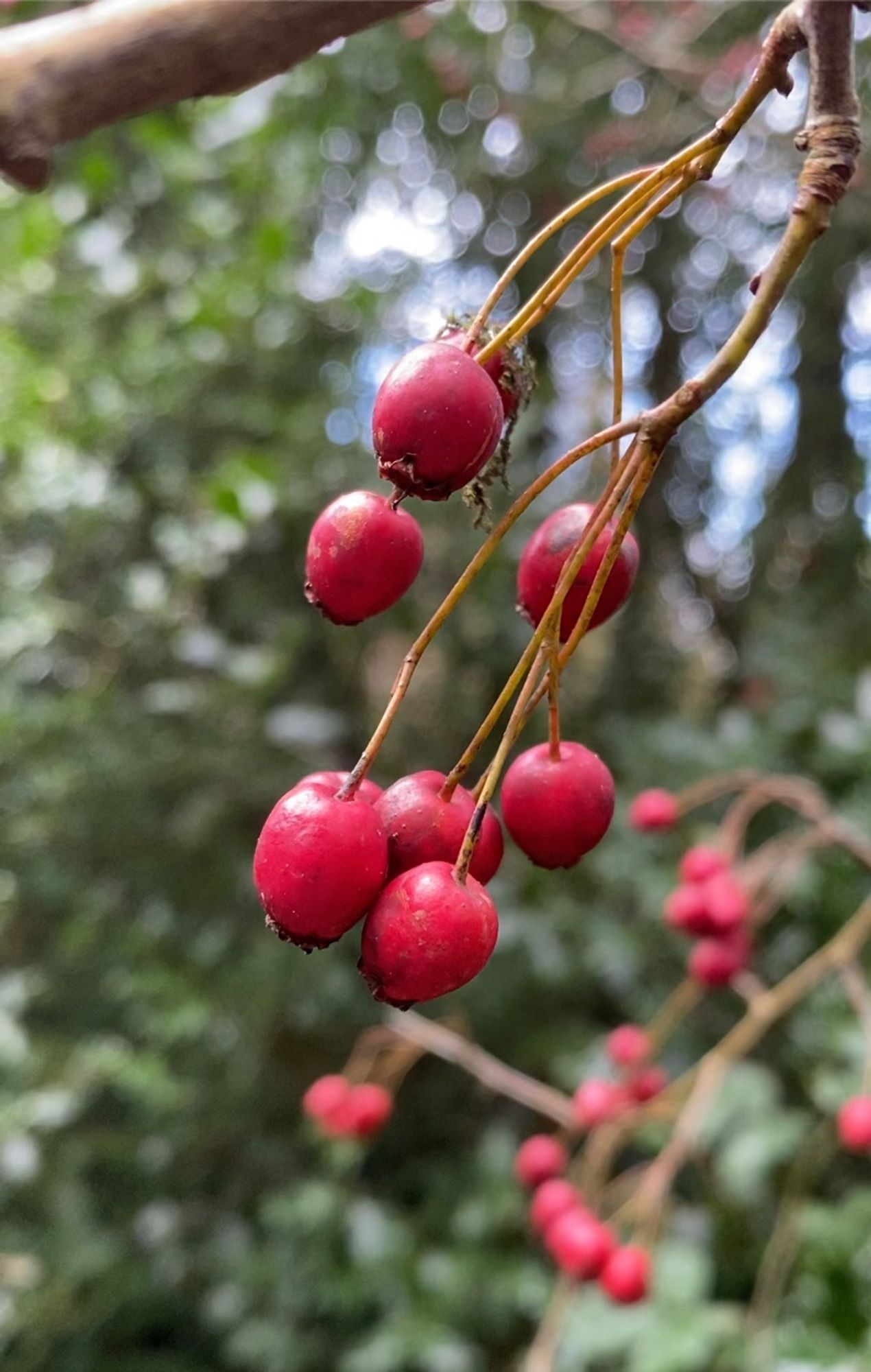 Red hawthorn berries hang in a chill winter breeze.