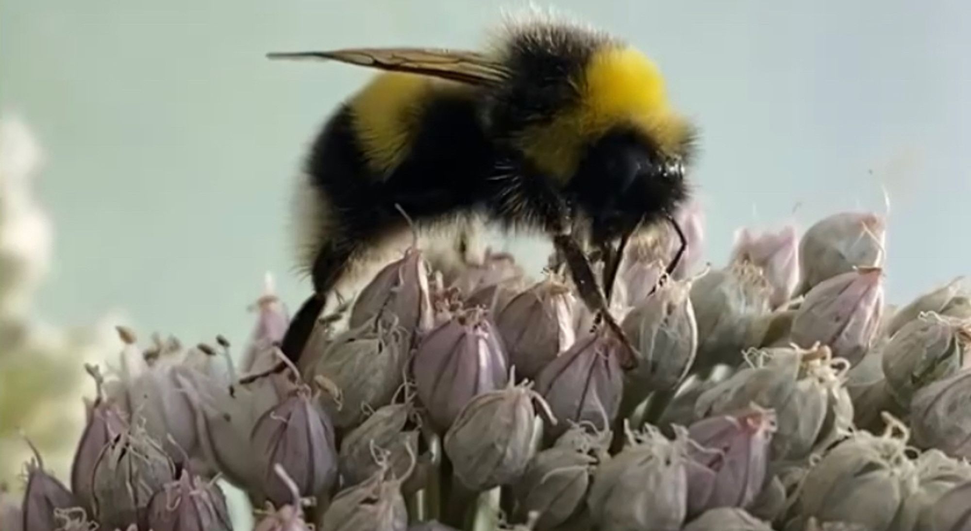 Bumblebee forages on leek flower.