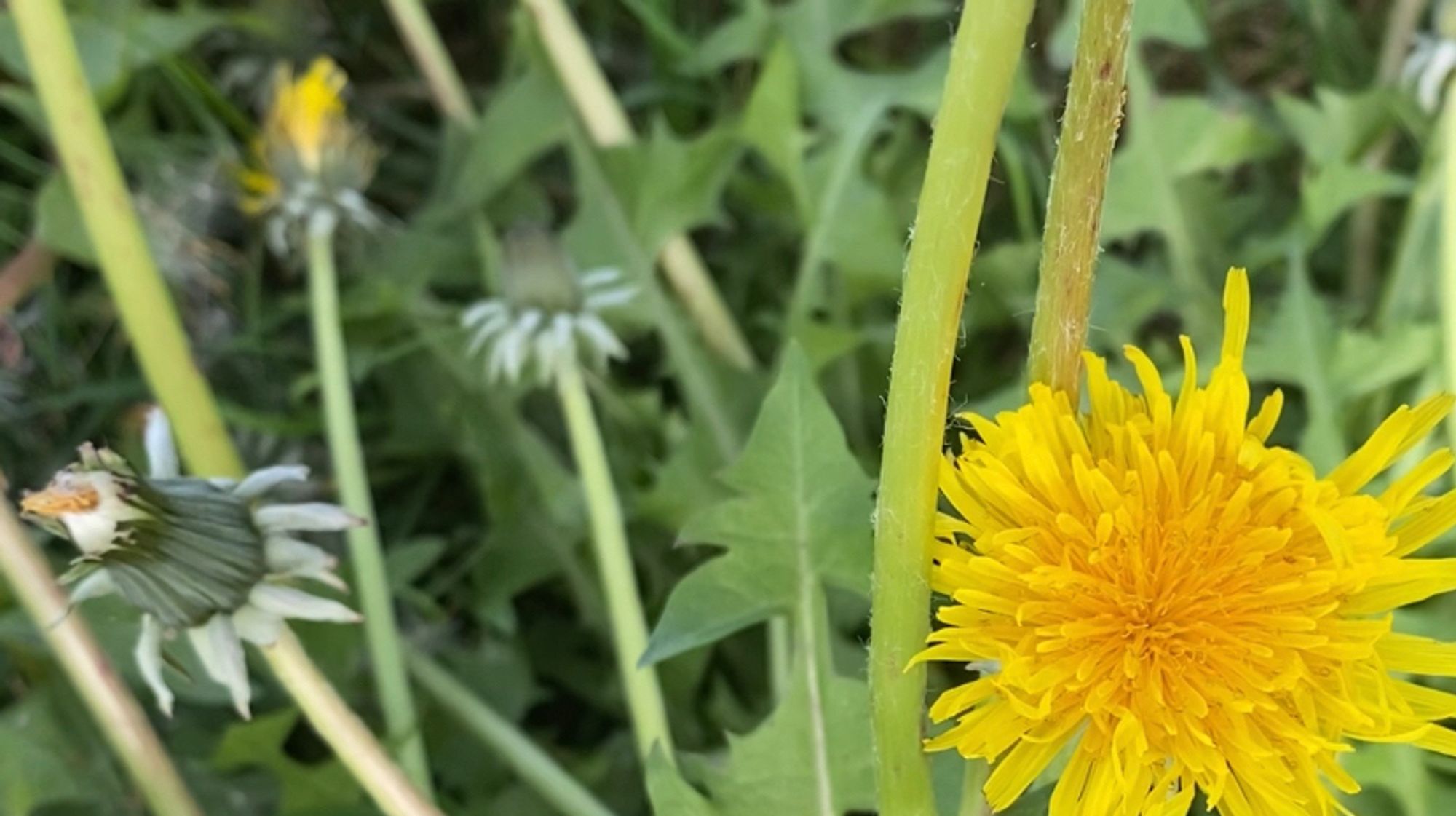 A bright yellow dandelion flower.