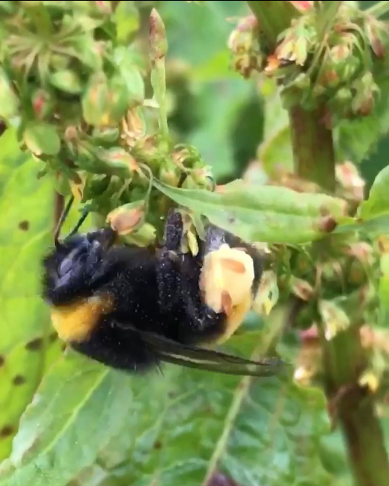 Bumblebee with absolutely huge pollen packed pollen baskets buzz pollinates dock flowers.