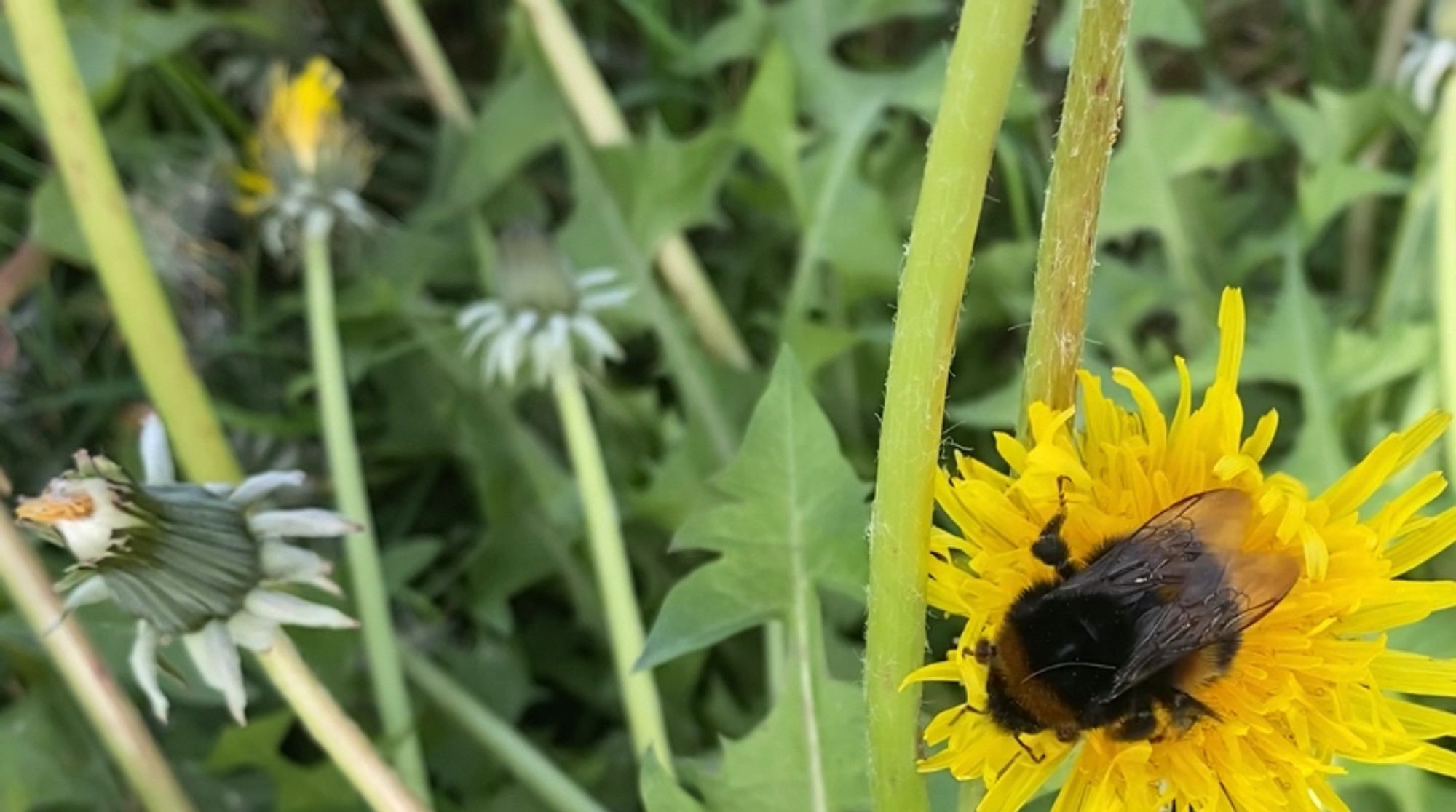 Bumblebee forages on a dandelion flower.