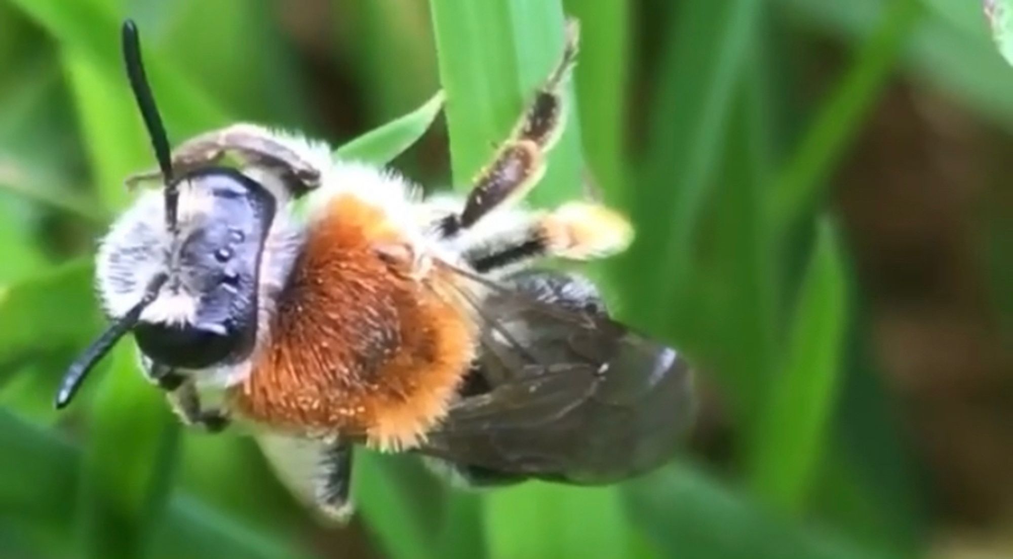 Solitary bee clings to a blade of grass.