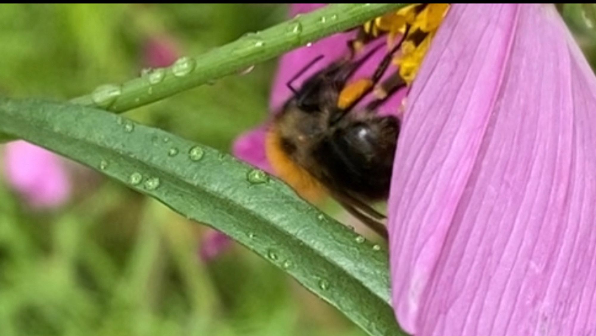 Common carder bumblebee on pink cosmos flower.