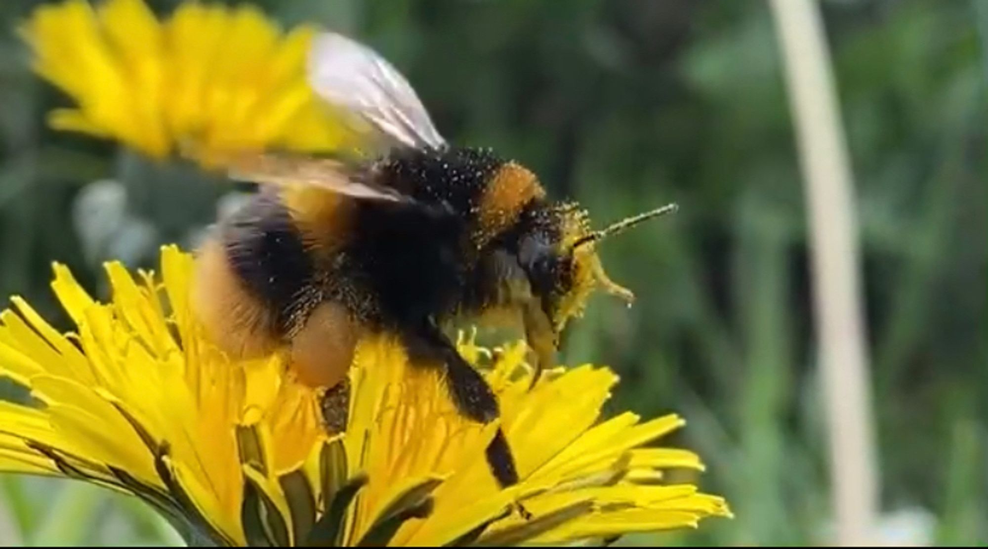 Bumblebee with packed pollen basket visible on her hind leg takes flight from a bright yellow dandelion flower.