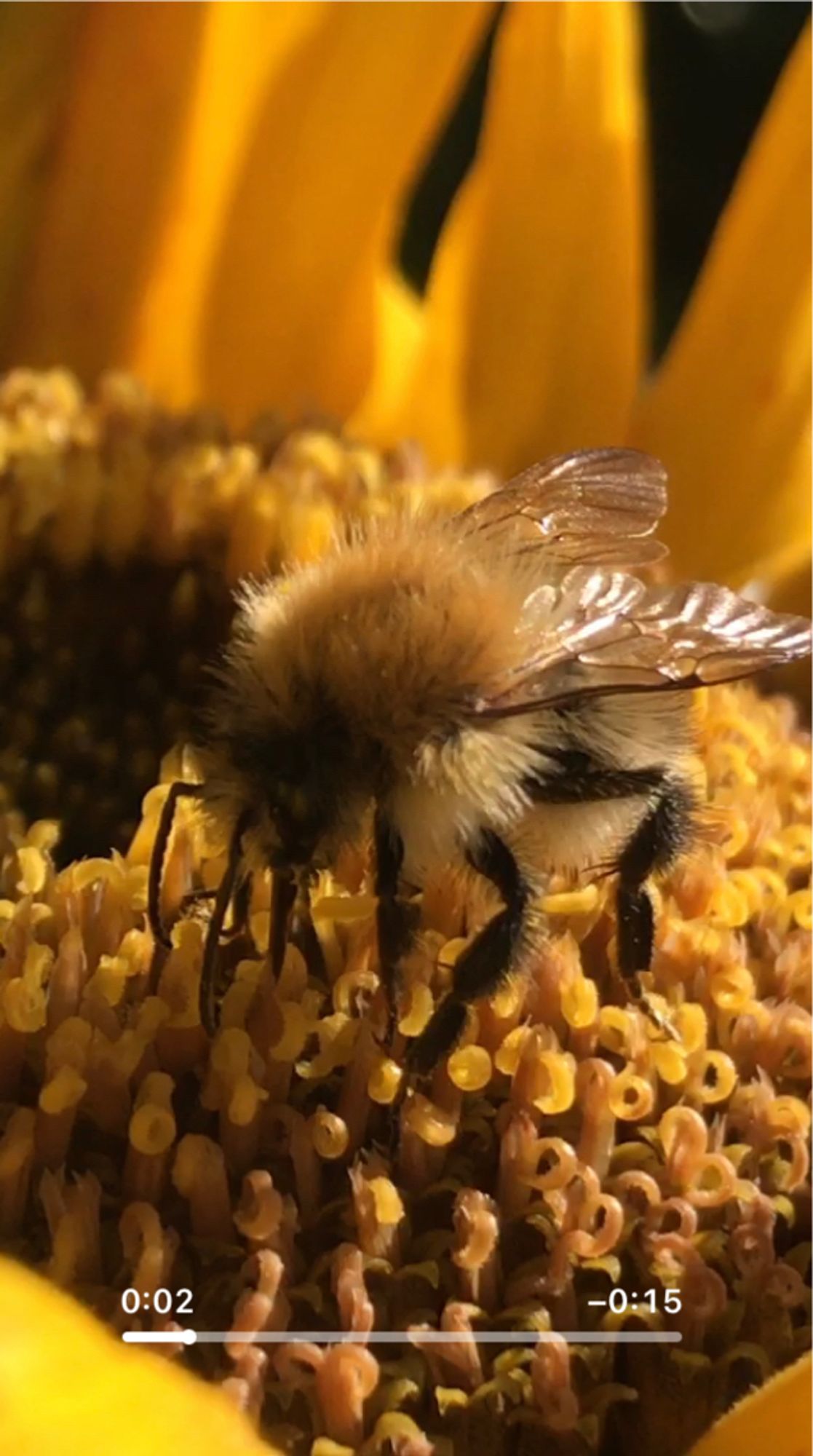 Common carder bumblebee forages on a sunflower.