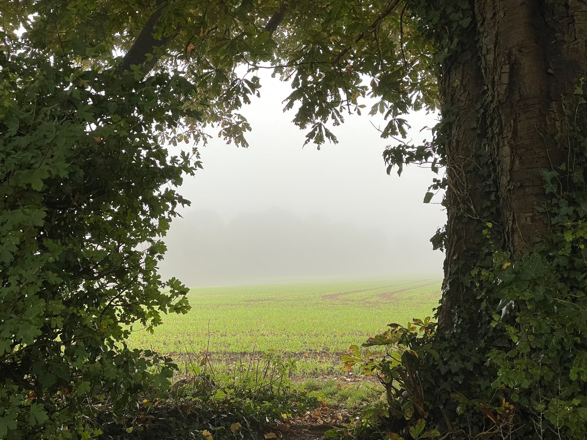 View through a portal, bounded by hedgerow. There is very green, young crop in the foreground and the rest is blank.