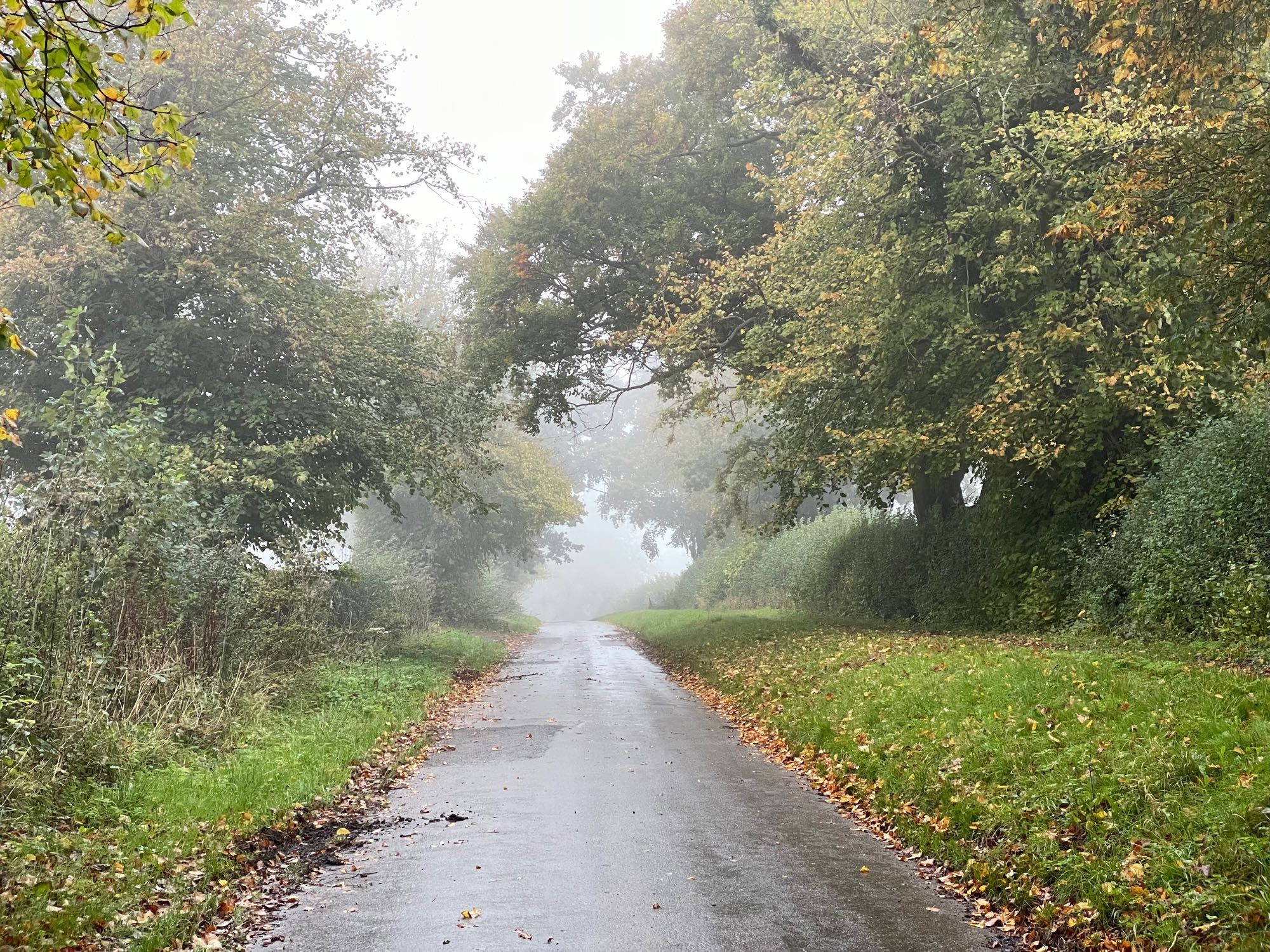 View along a narrow, country road bounded by trees. The trees are fading to nothing and the view does not extend far.