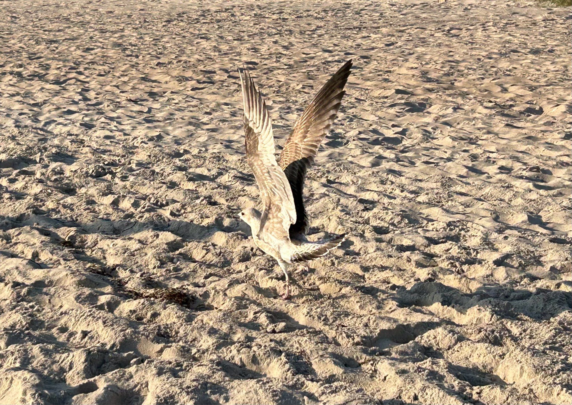 Sandfarbene Möwe mit ausgestreckten Flügeln  auf Strandsand.