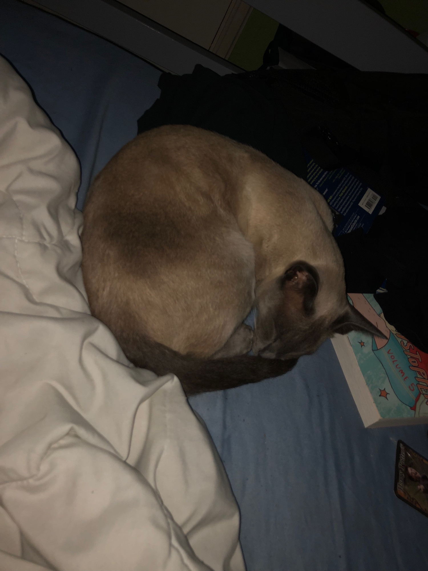 my cat sleeping on my bed next to my blanket, my backpack, some clothes, and two books