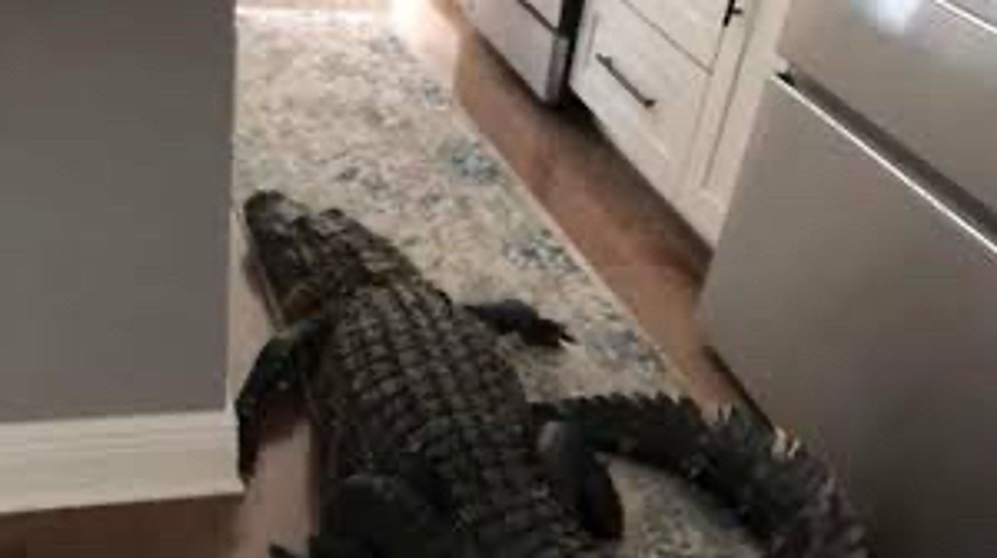 Un crocodile dans une cuisine