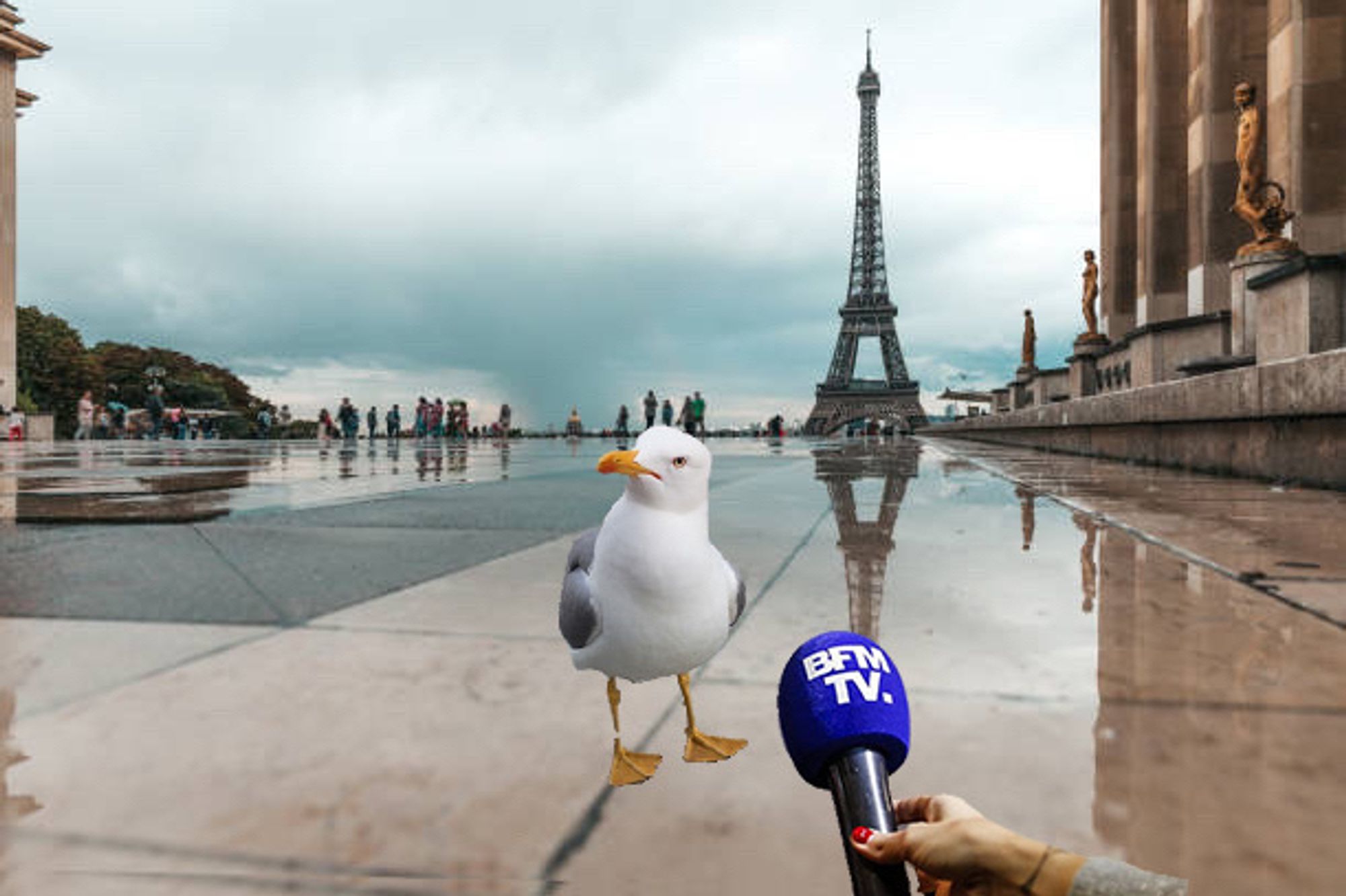 Une mouette au Trocadéro au micro de BFMTV