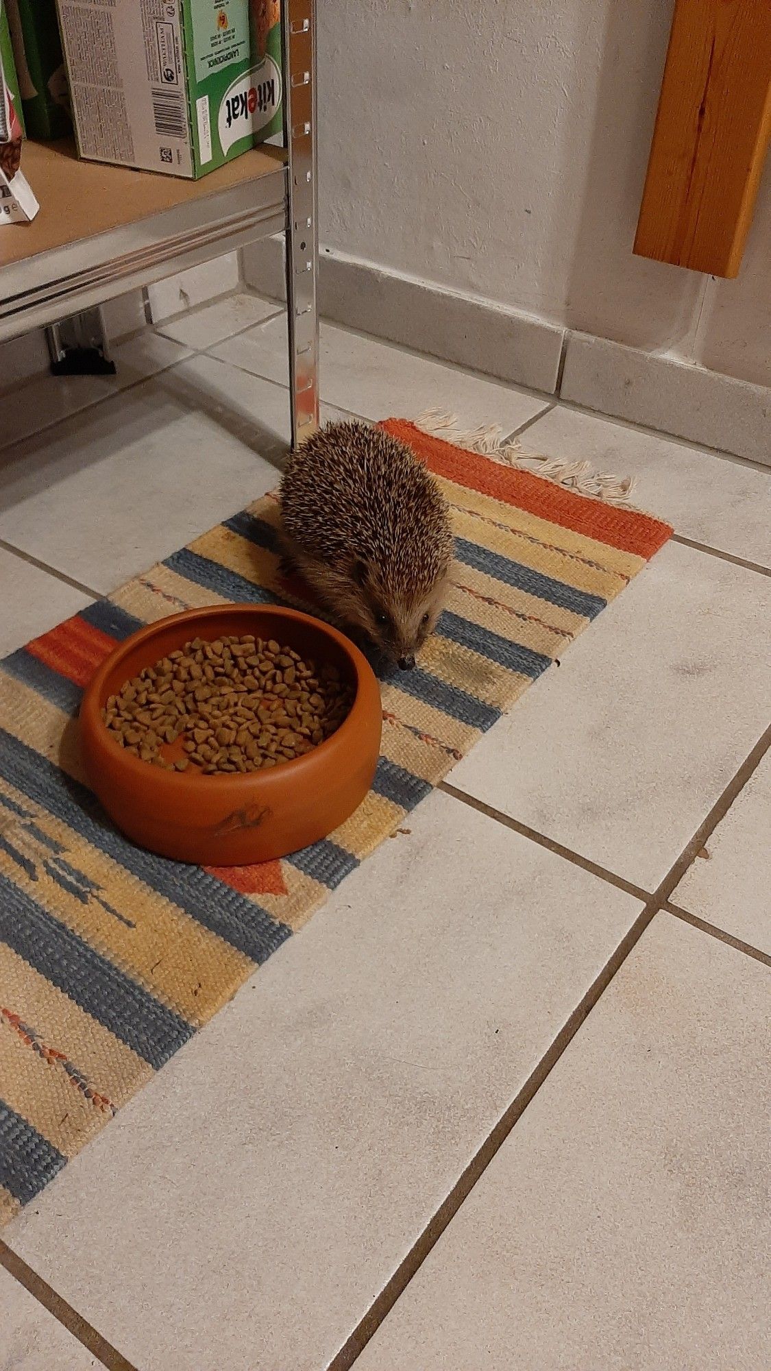 Igel neben Trockenfutter Napf.