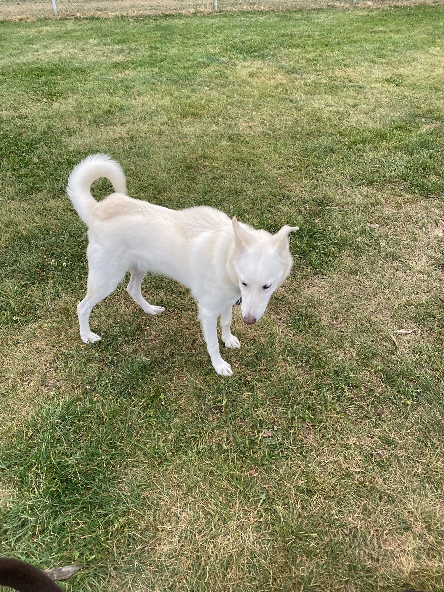 A white husky is slightly riled up and showing his inner stegosaurus where his ruff is highly agitated