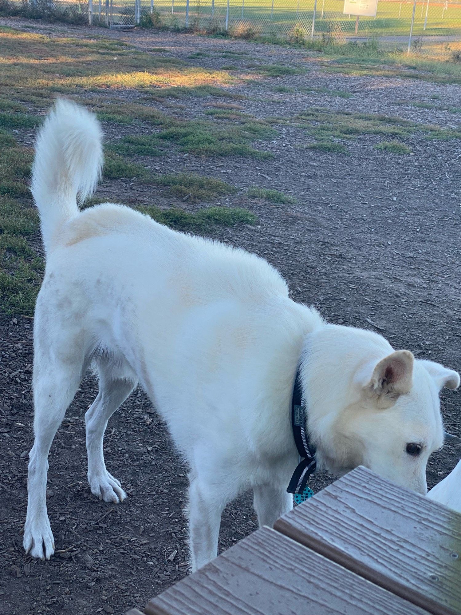 A white husky shows ridges along his back where his ruff is agitated